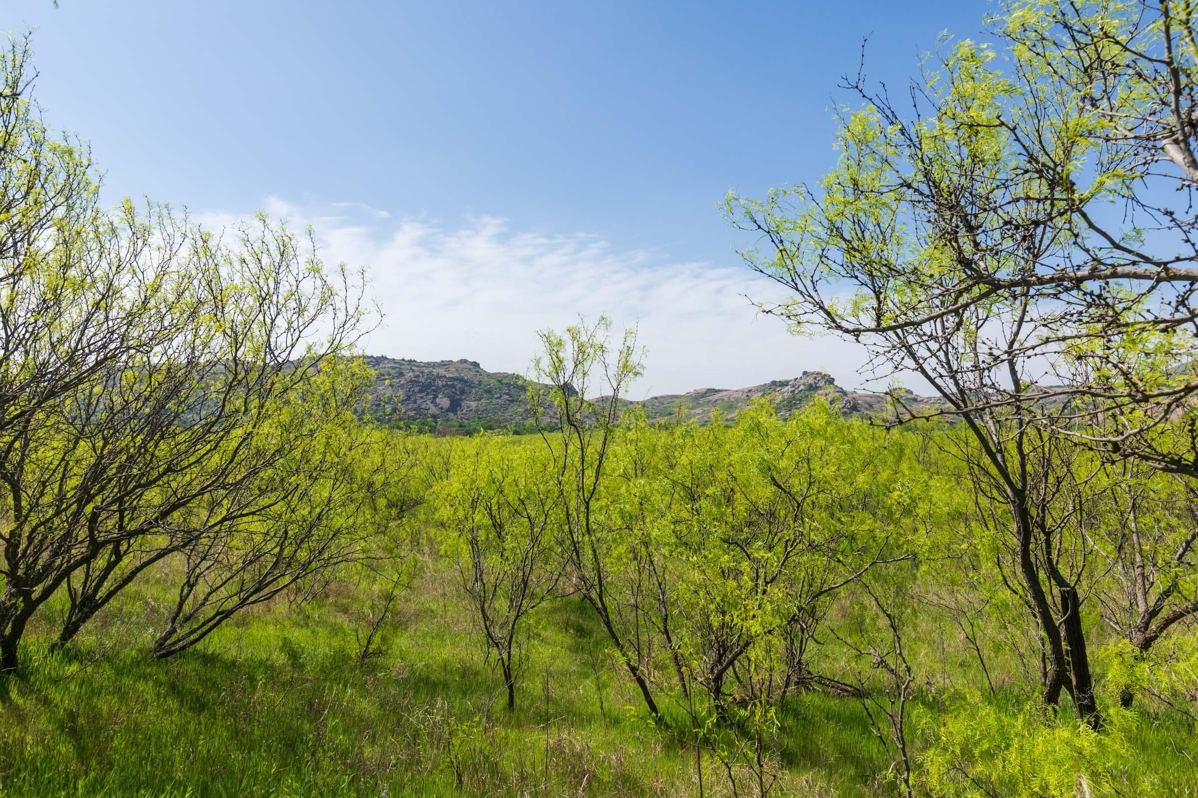 Hackberry Fields  — Zero Credit Land owner financed land for sale in Greer County, Oklahoma photo 23