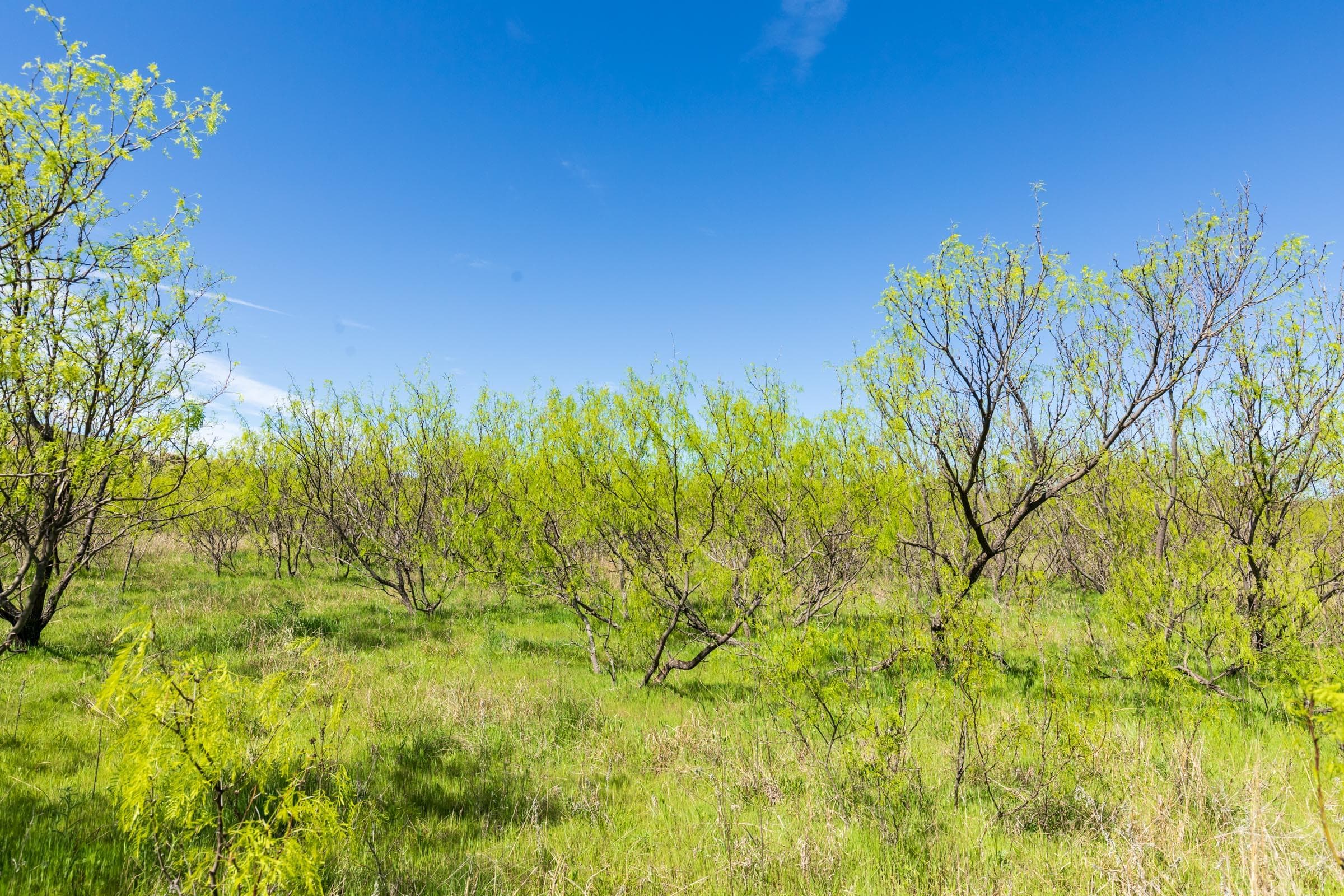 Hackberry Fields  — Zero Credit Land owner financed land for sale in Greer County, Oklahoma photo 18