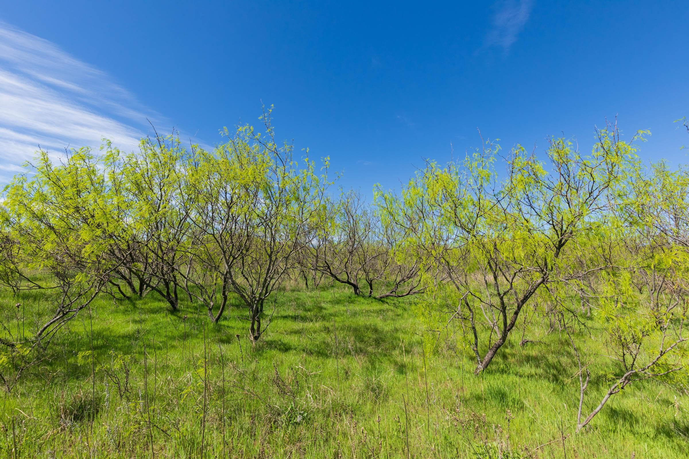 Hackberry Fields  — Zero Credit Land owner financed land for sale in Greer County, Oklahoma photo 20