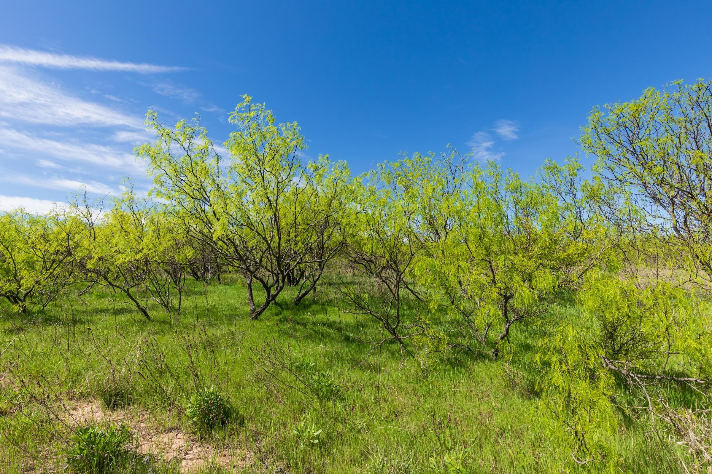 Hackberry Fields  — Zero Credit Land owner financed land for sale in Greer County, Oklahoma photo 14