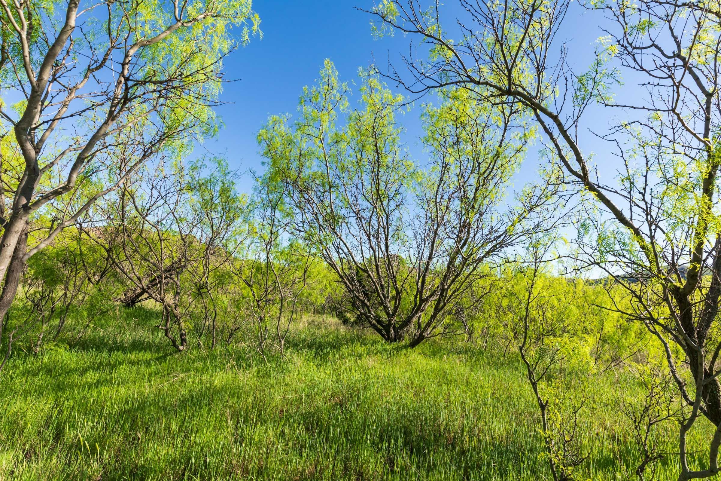 Hackberry Fields  — Zero Credit Land owner financed land for sale in Greer County, Oklahoma photo 9