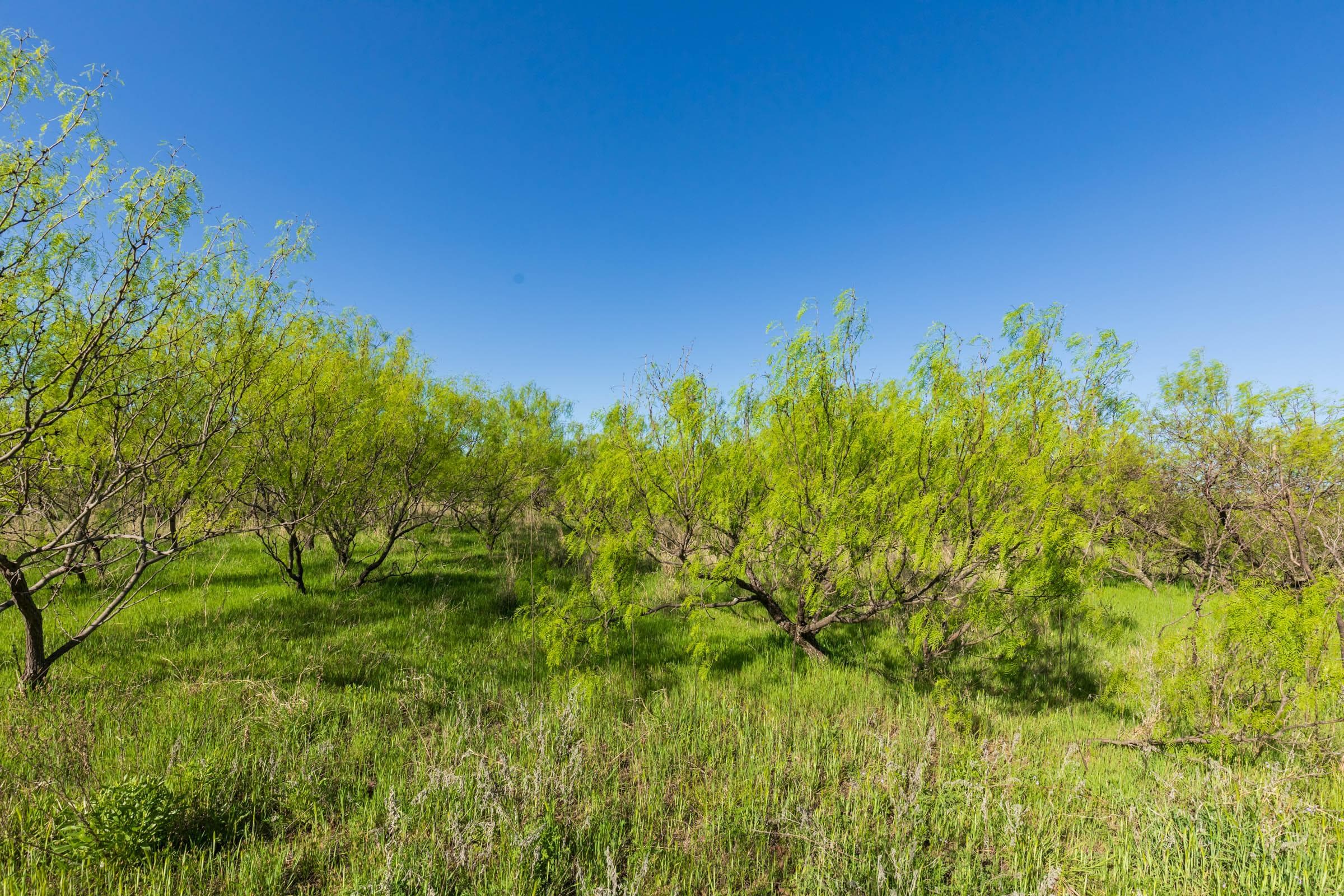 Hackberry Fields  — Zero Credit Land owner financed land for sale in Greer County, Oklahoma photo 11