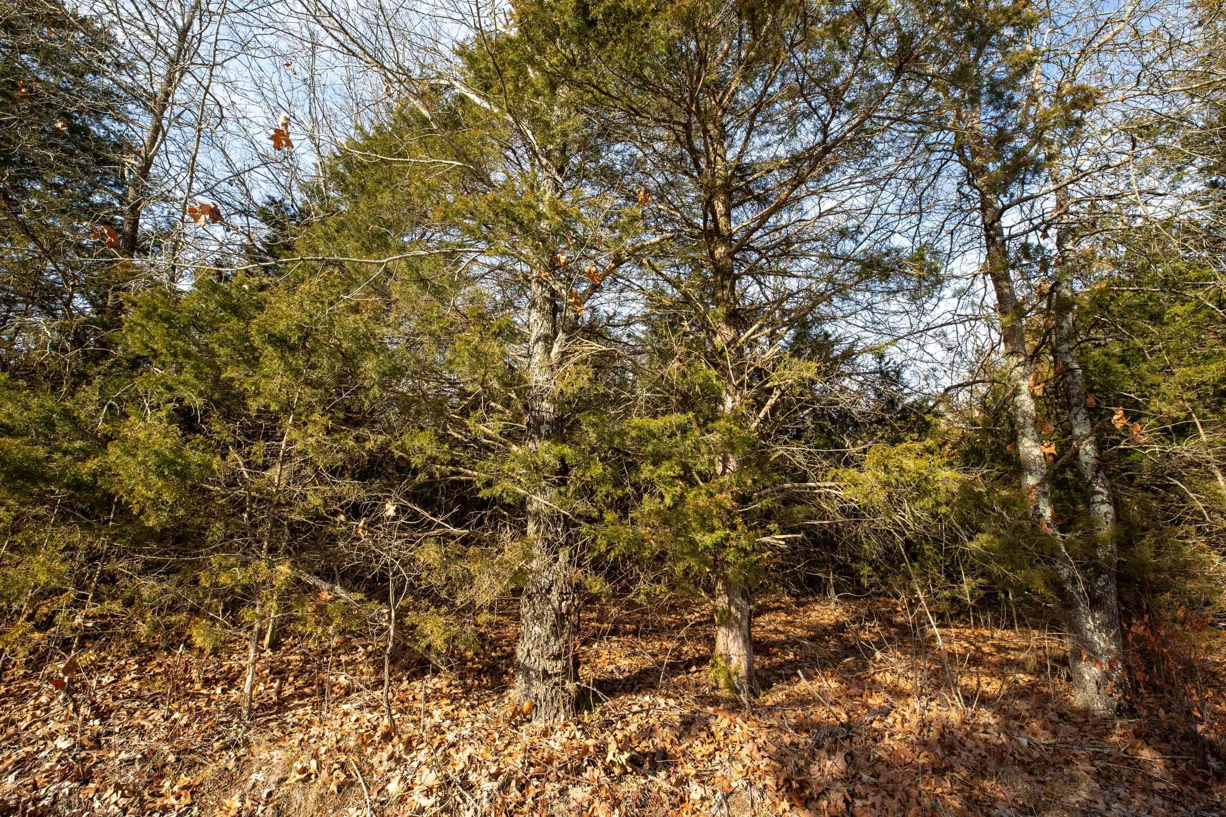 Forest Hill — Zero Credit Land owner financed land for sale in Texas County, Missouri photo 10