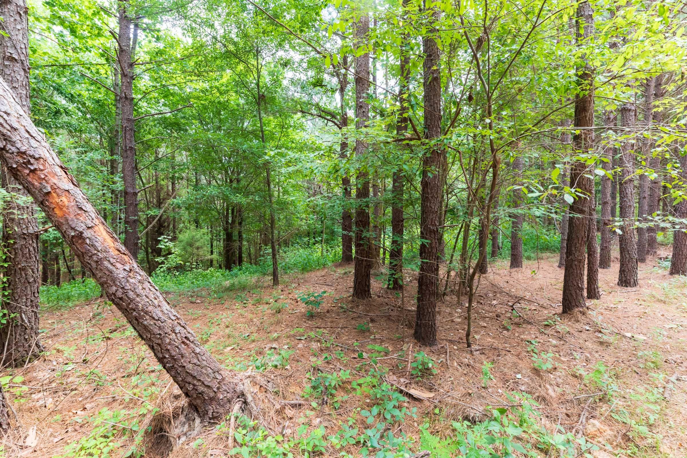 Whiskey Ridge — Zero Credit Land owner financed land for sale in Henderson County, Tennessee photo 49