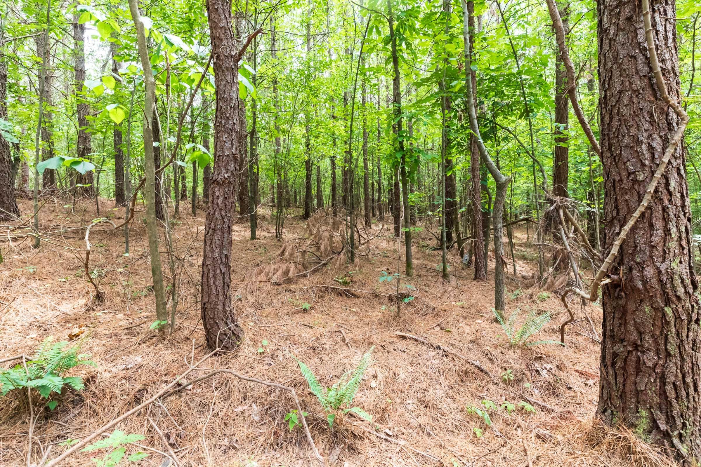 Whiskey Ridge — Zero Credit Land owner financed land for sale in Henderson County, Tennessee photo 46
