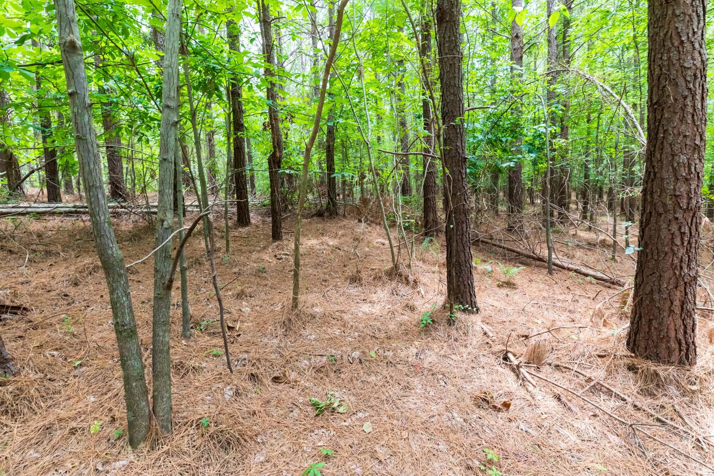 Whiskey Ridge — Zero Credit Land owner financed land for sale in Henderson County, Tennessee photo 48