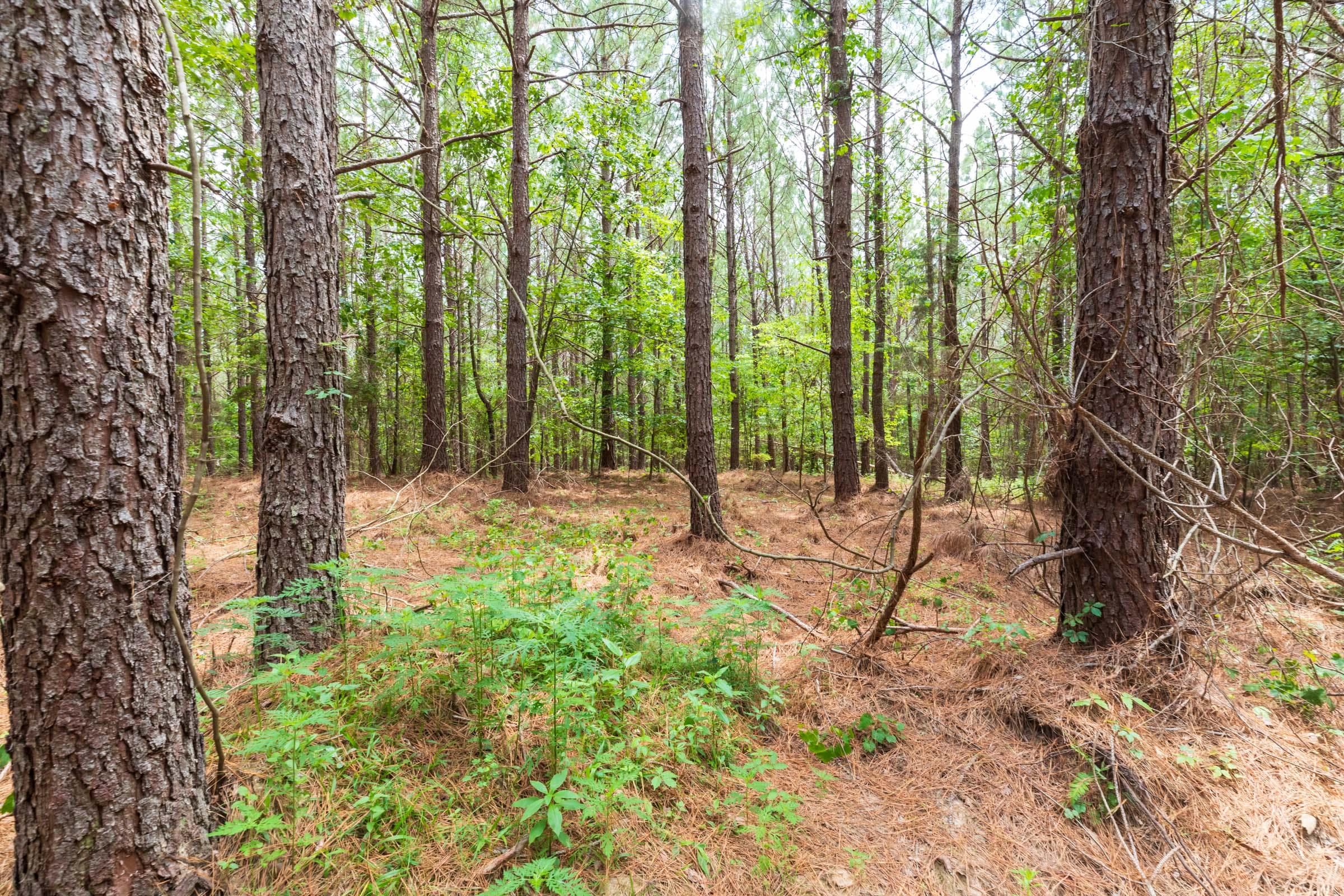 Whiskey Ridge — Zero Credit Land owner financed land for sale in Henderson County, Tennessee photo 47