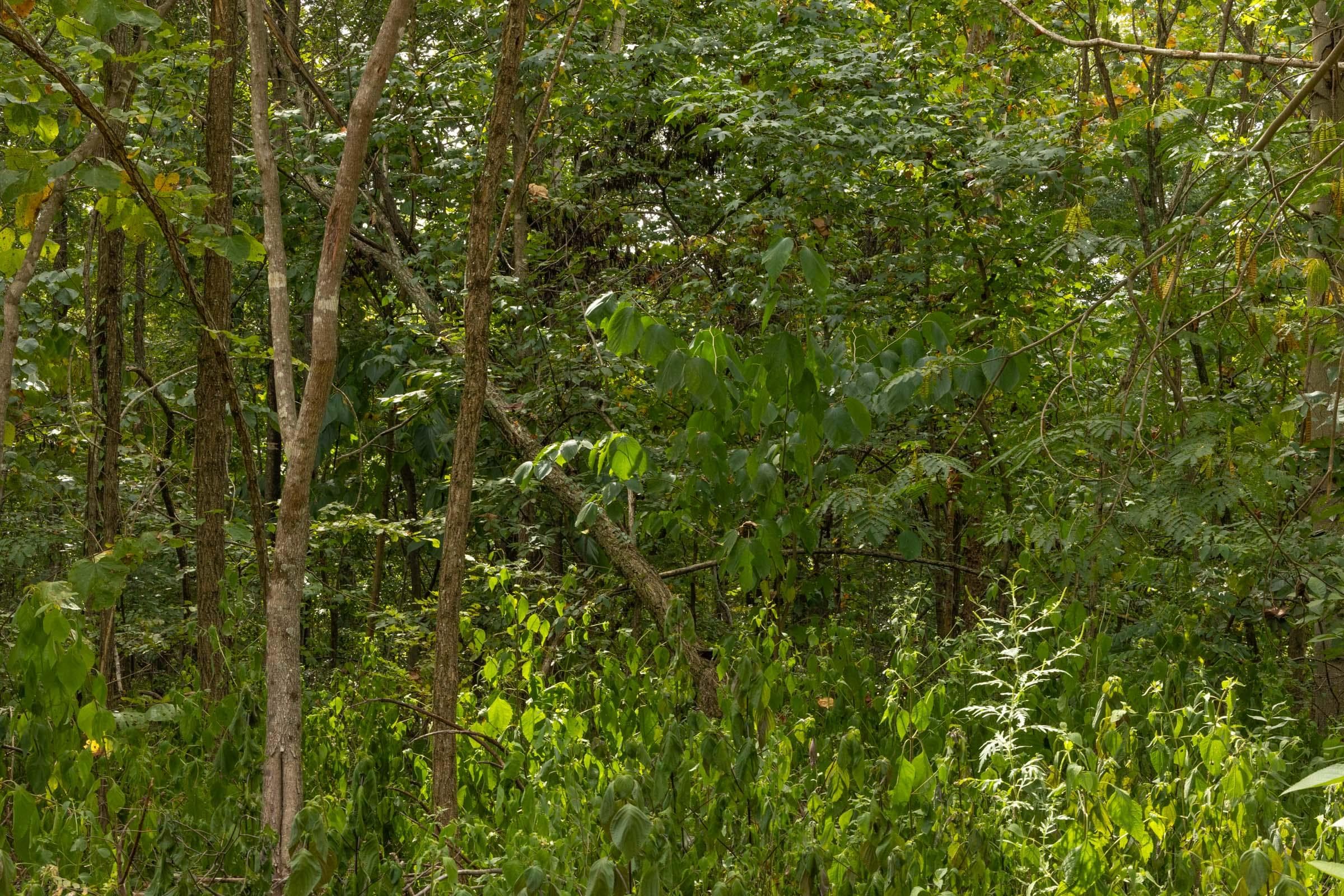 Property photo 68
