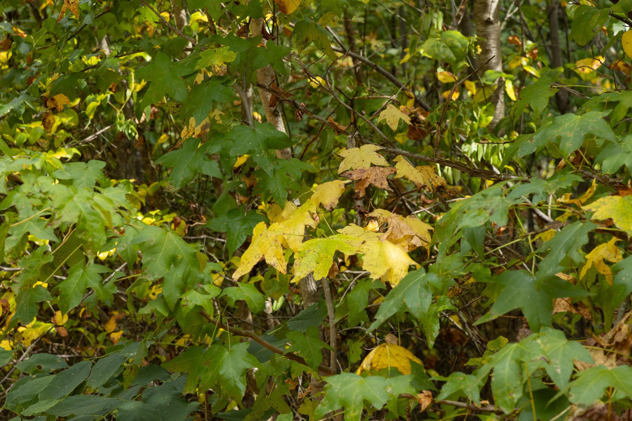 Property photo 67