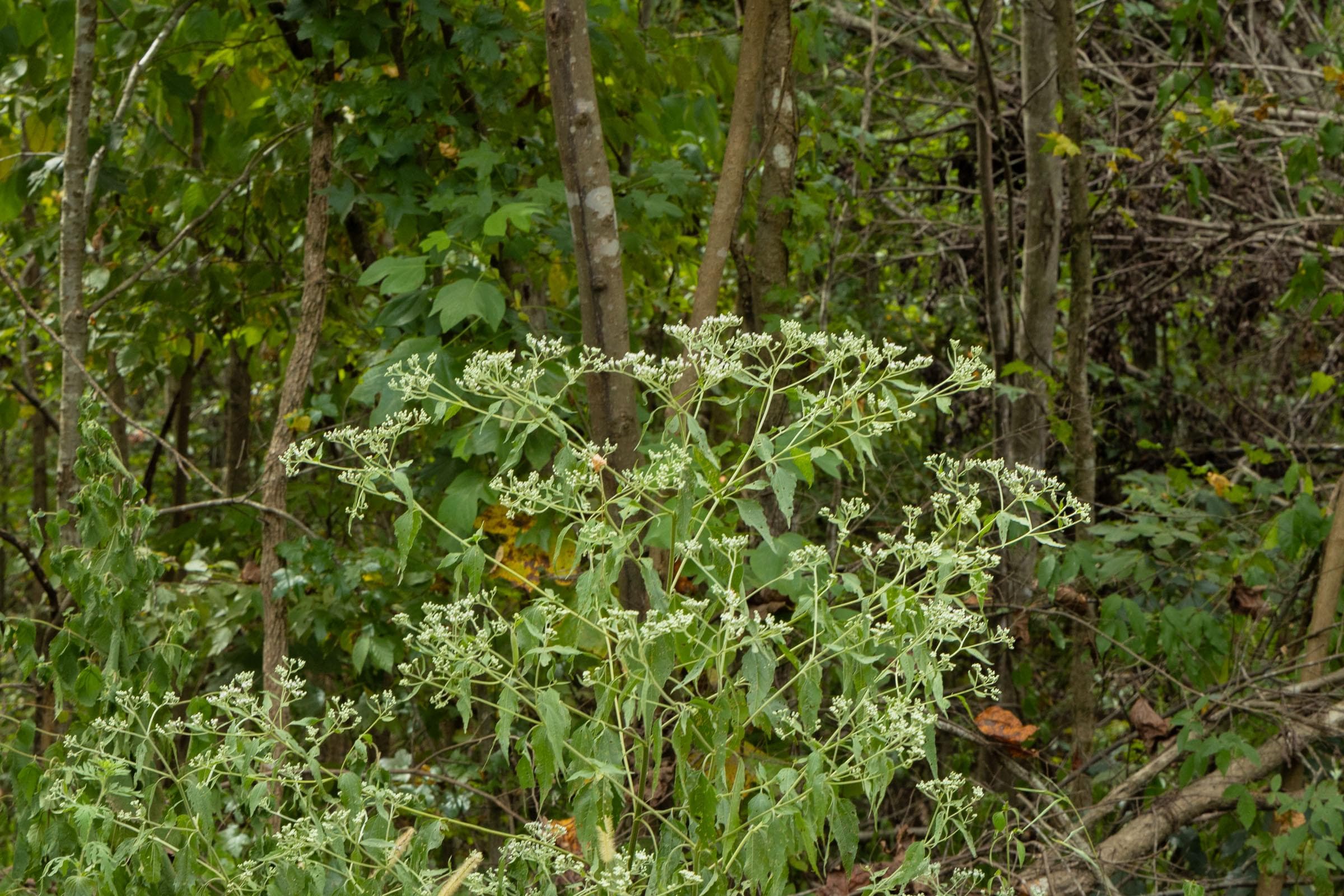Property photo 58