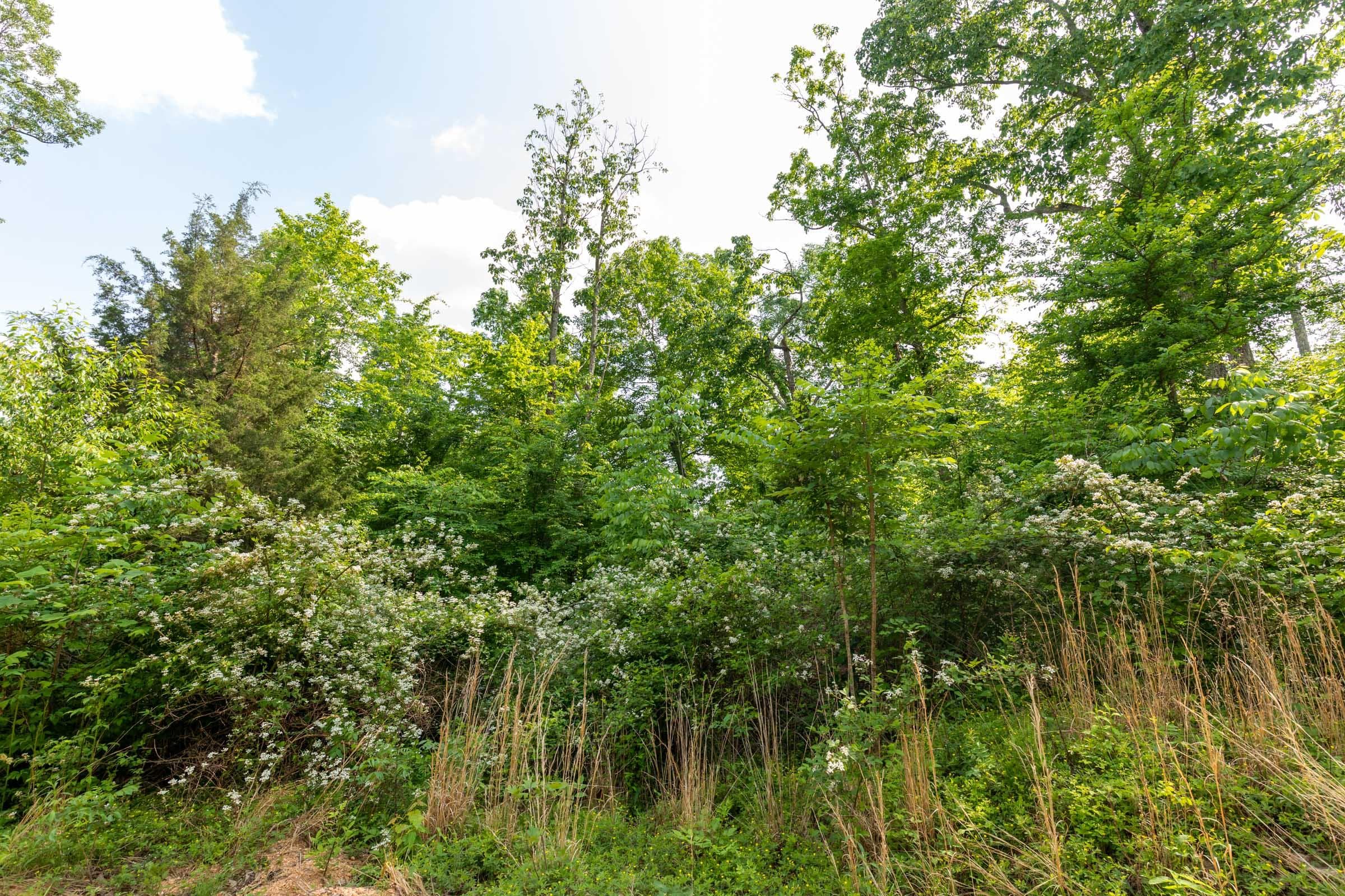 Cedar Creek — Zero Credit Land owner financed land for sale in Perry County, Tennessee photo 14