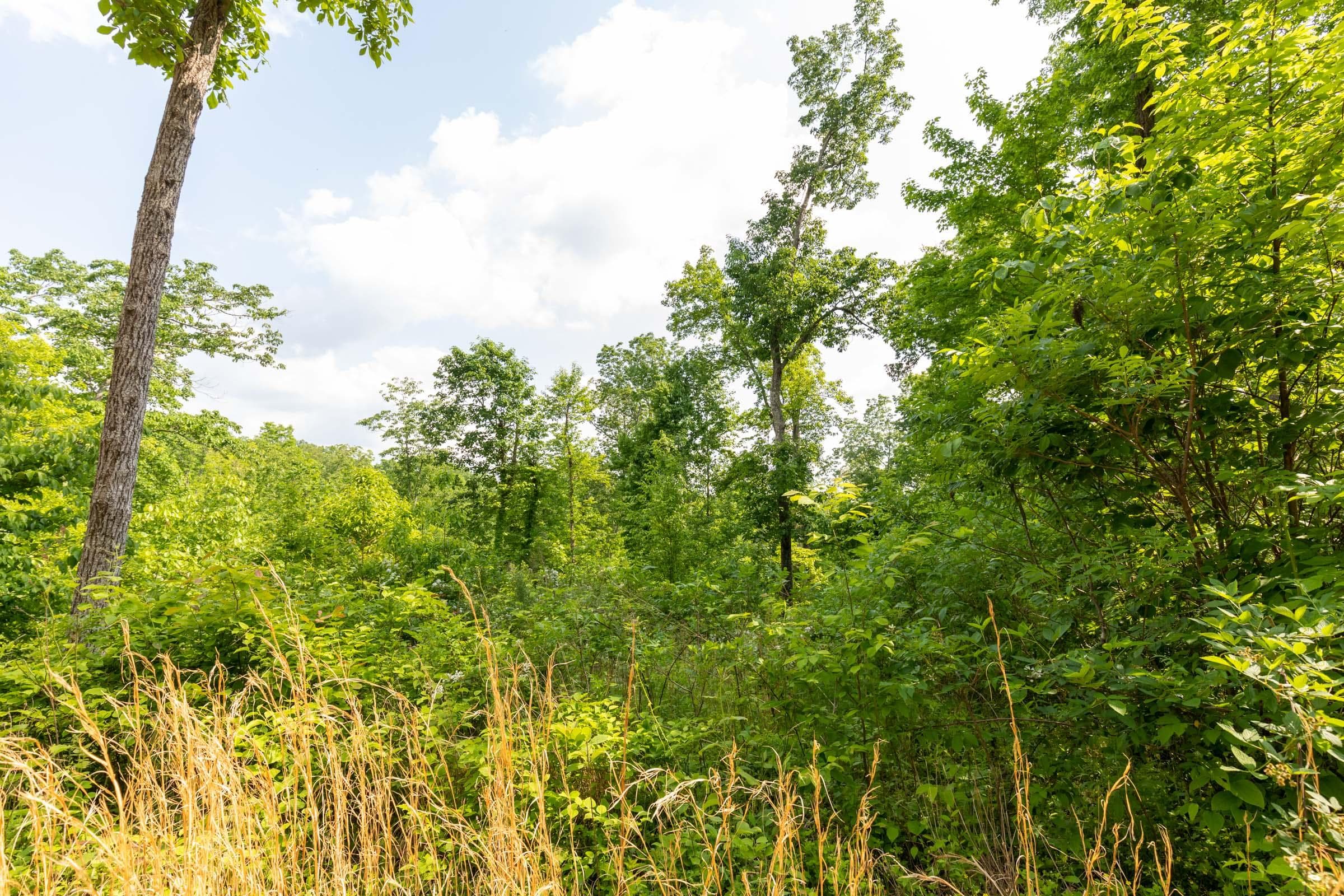 Cedar Creek — Zero Credit Land owner financed land for sale in Perry County, Tennessee photo 16
