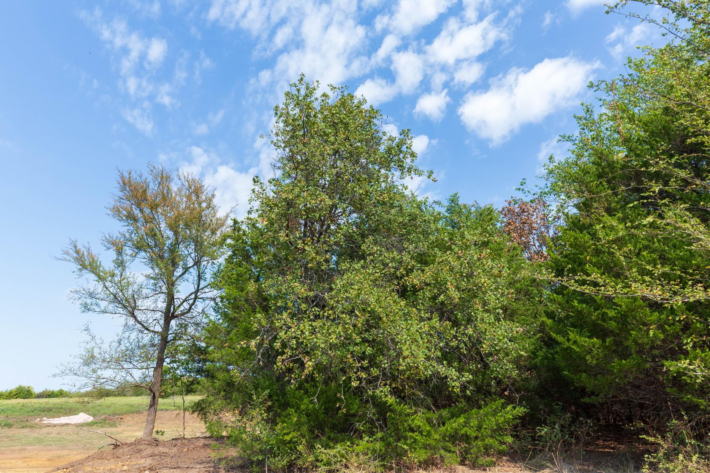 Canyon Creek — Zero Credit Land owner financed land for sale in Lincoln County, Oklahoma photo 15