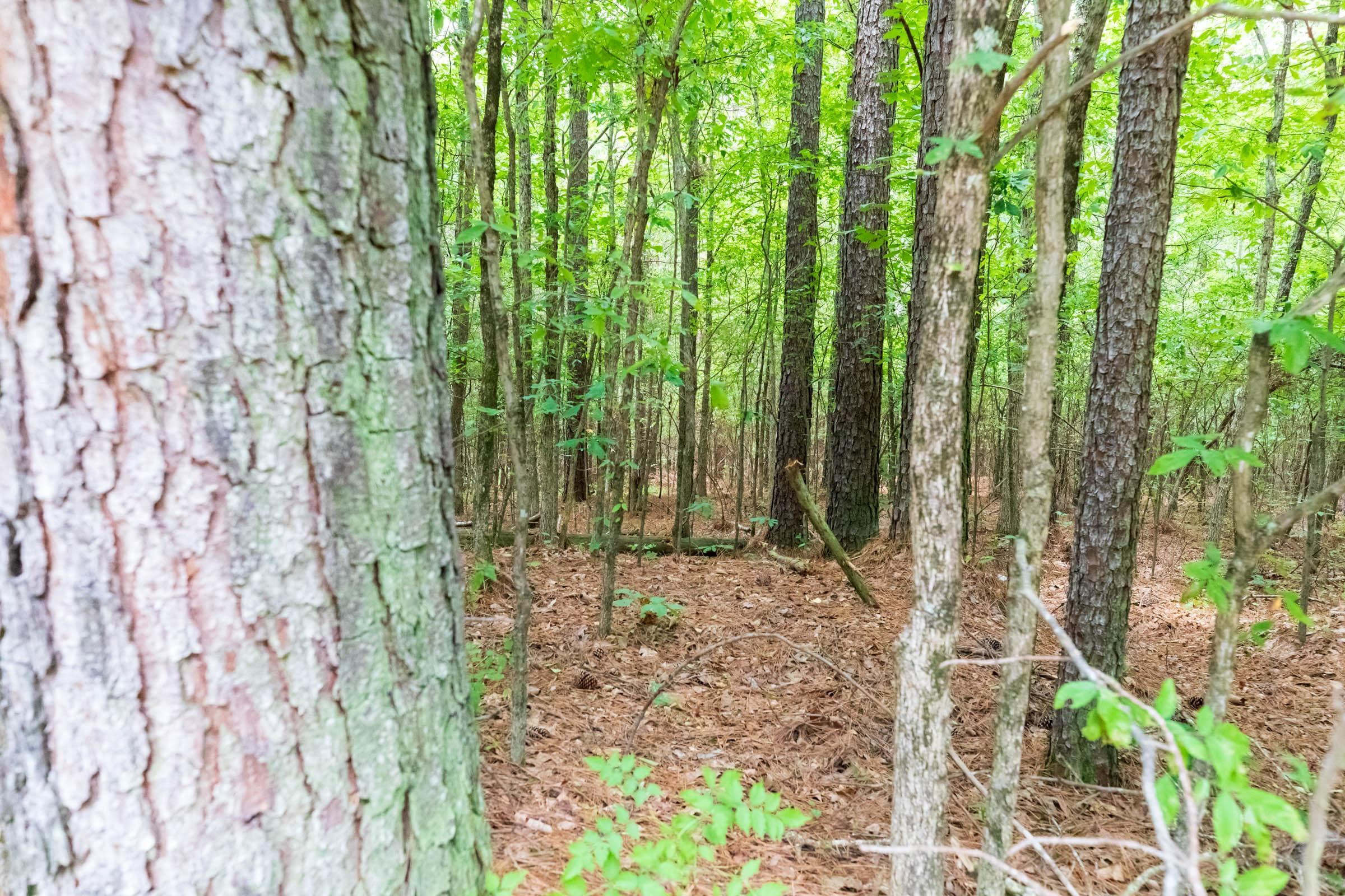 Whiskey Ridge — Zero Credit Land owner financed land for sale in Henderson County, Tennessee photo 41