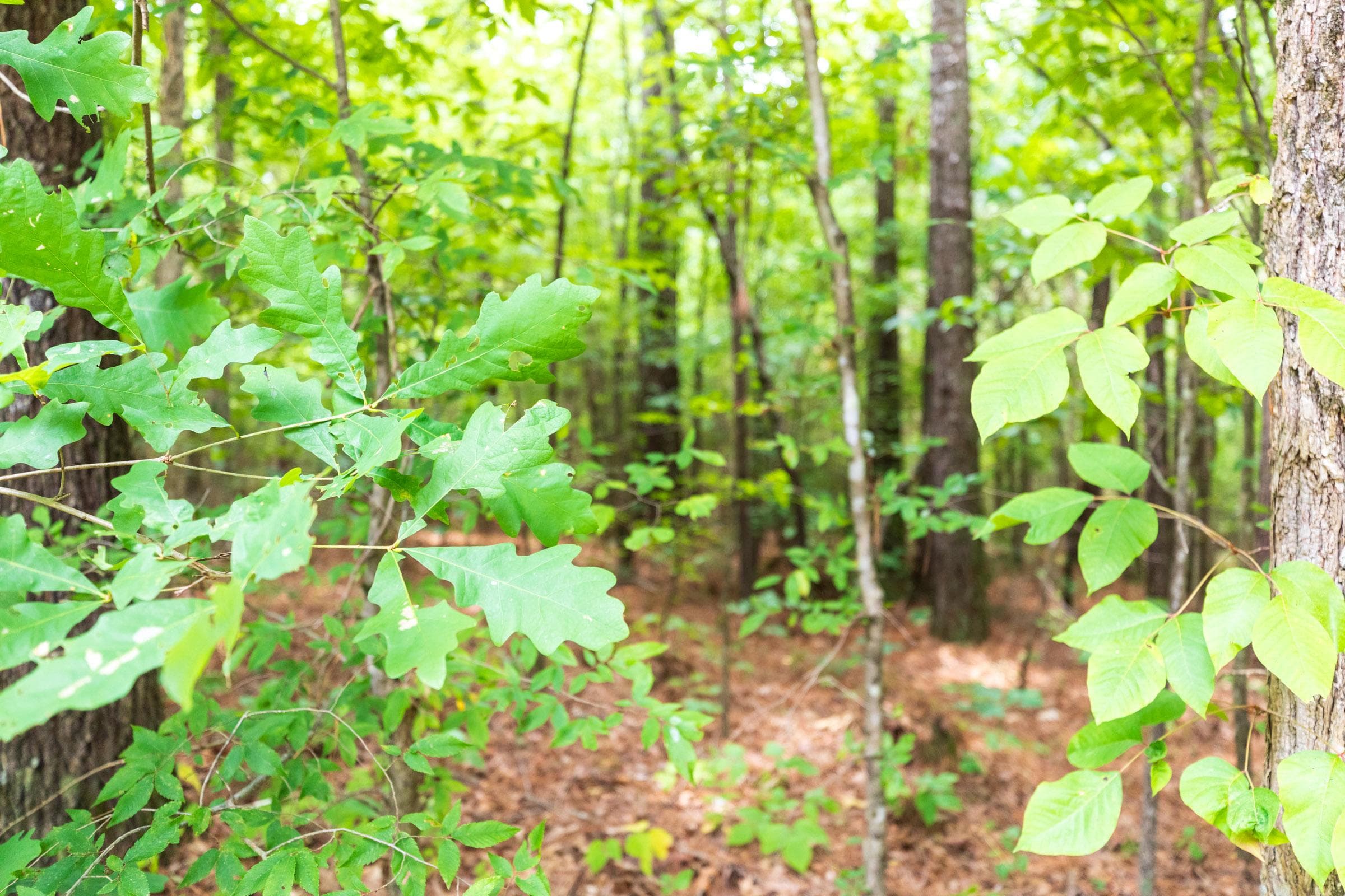 Whiskey Ridge — Zero Credit Land owner financed land for sale in Henderson County, Tennessee photo 43