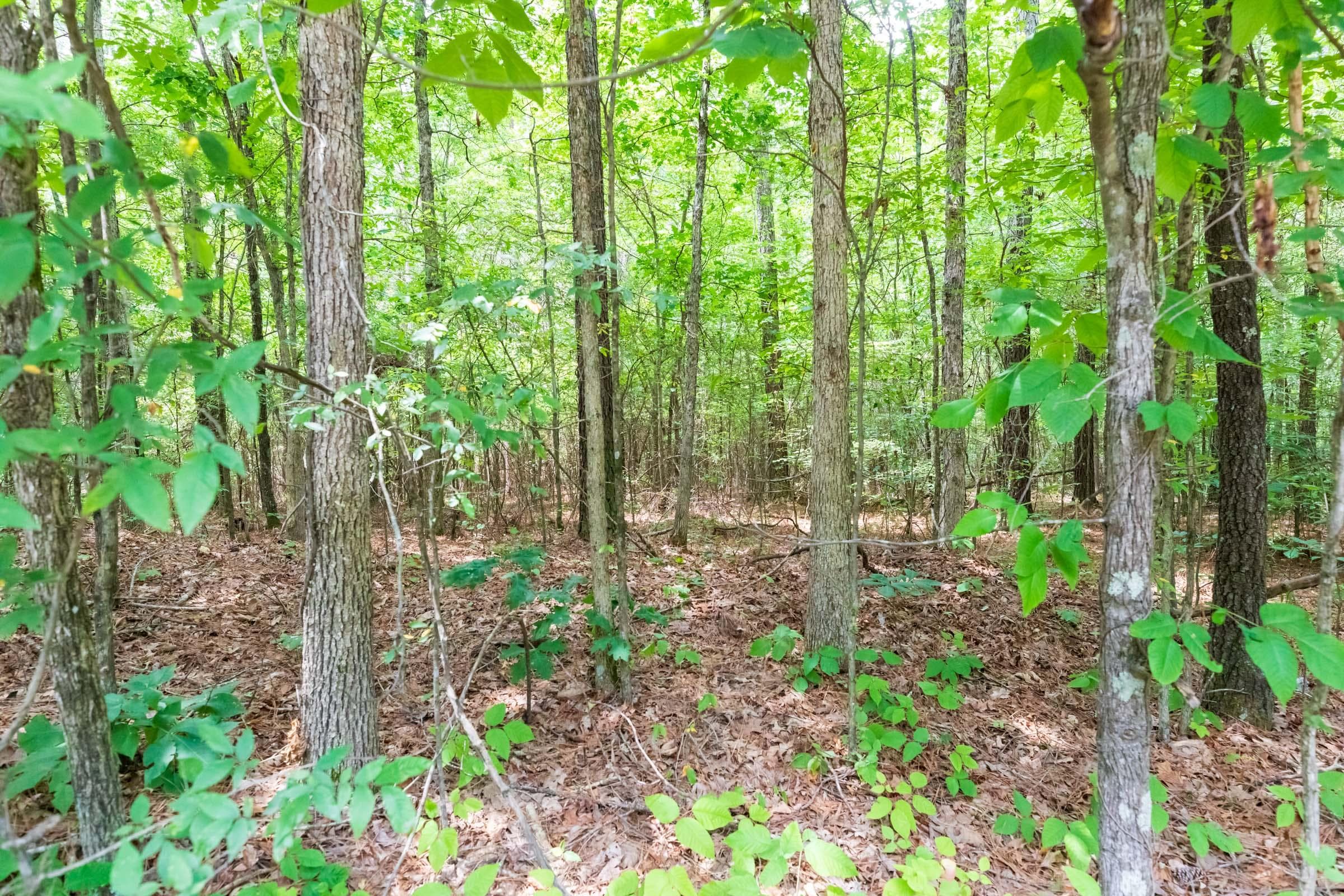 Whiskey Ridge — Zero Credit Land owner financed land for sale in Henderson County, Tennessee photo 37