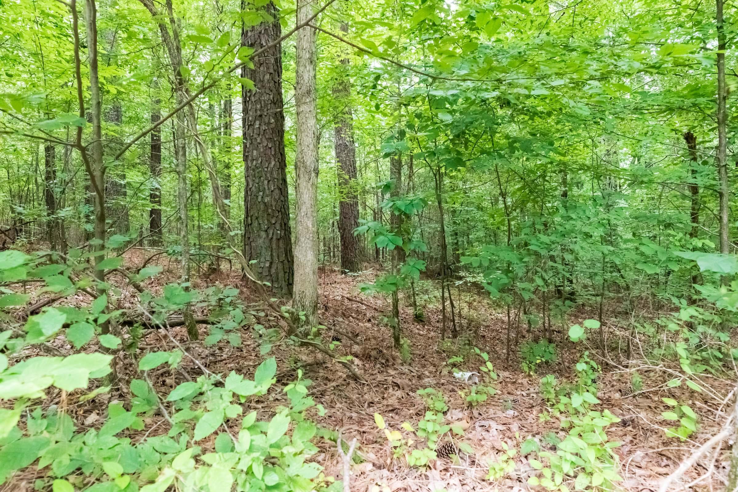 Whiskey Ridge — Zero Credit Land owner financed land for sale in Henderson County, Tennessee photo 38