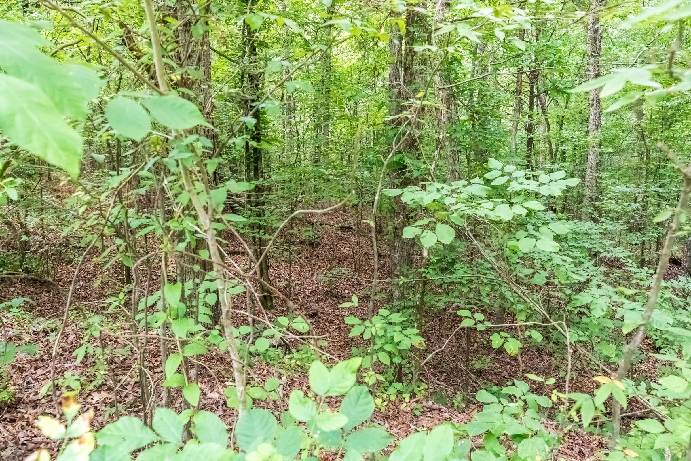Whiskey Ridge — Zero Credit Land owner financed land for sale in Henderson County, Tennessee photo 40