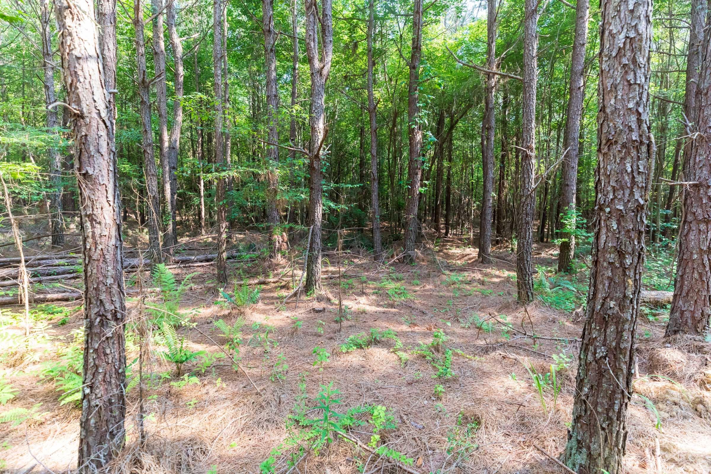 Whiskey Ridge — Zero Credit Land owner financed land for sale in Henderson County, Tennessee photo 35