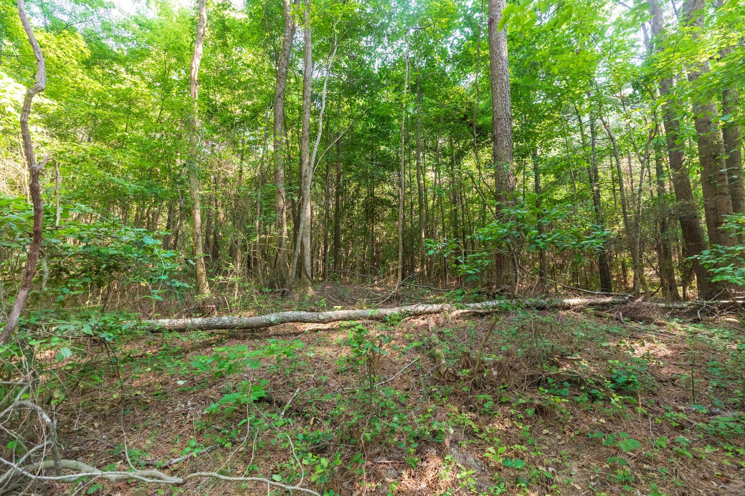 Whiskey Ridge — Zero Credit Land owner financed land for sale in Henderson County, Tennessee photo 34