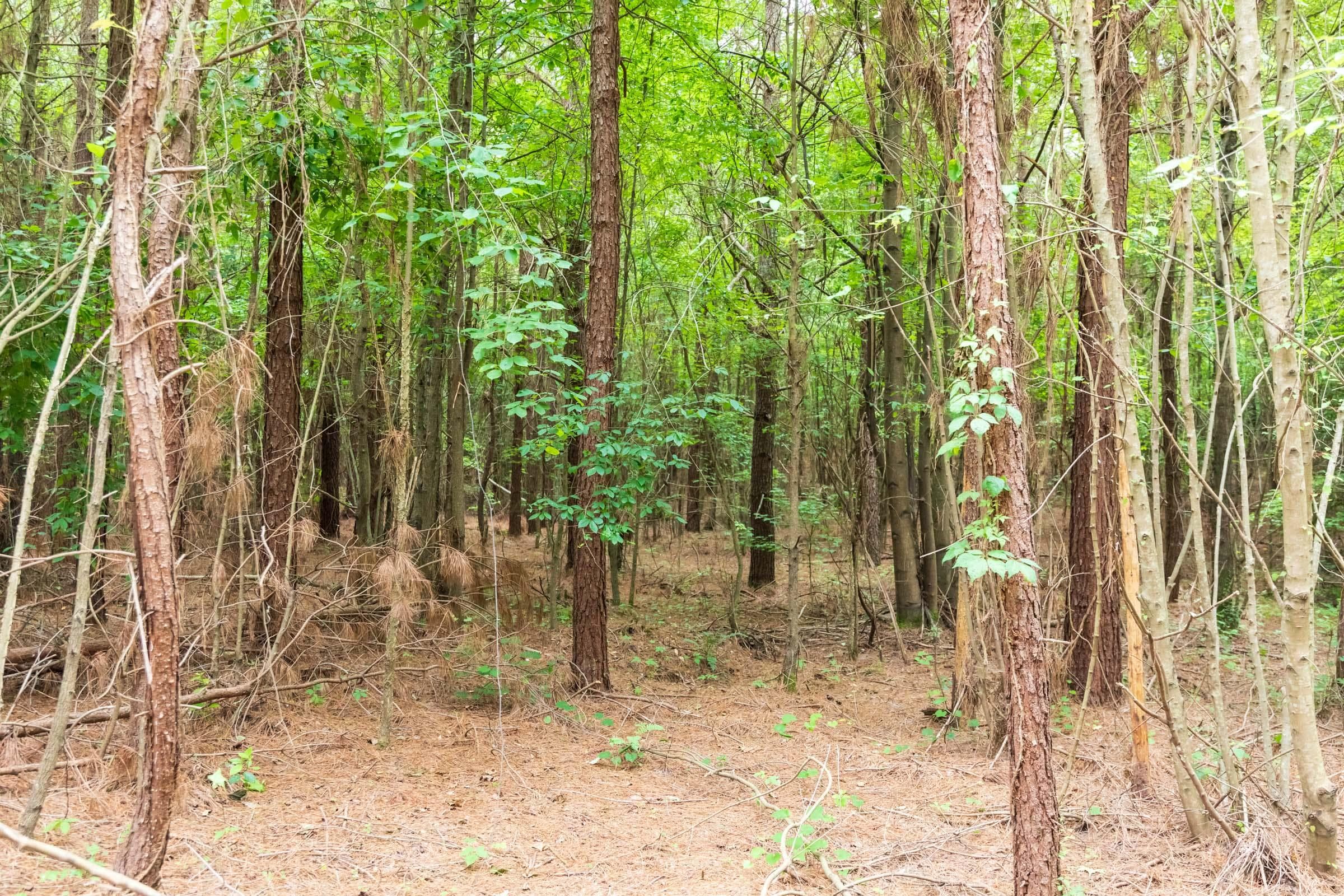 Whiskey Ridge — Zero Credit Land owner financed land for sale in Henderson County, Tennessee photo 31