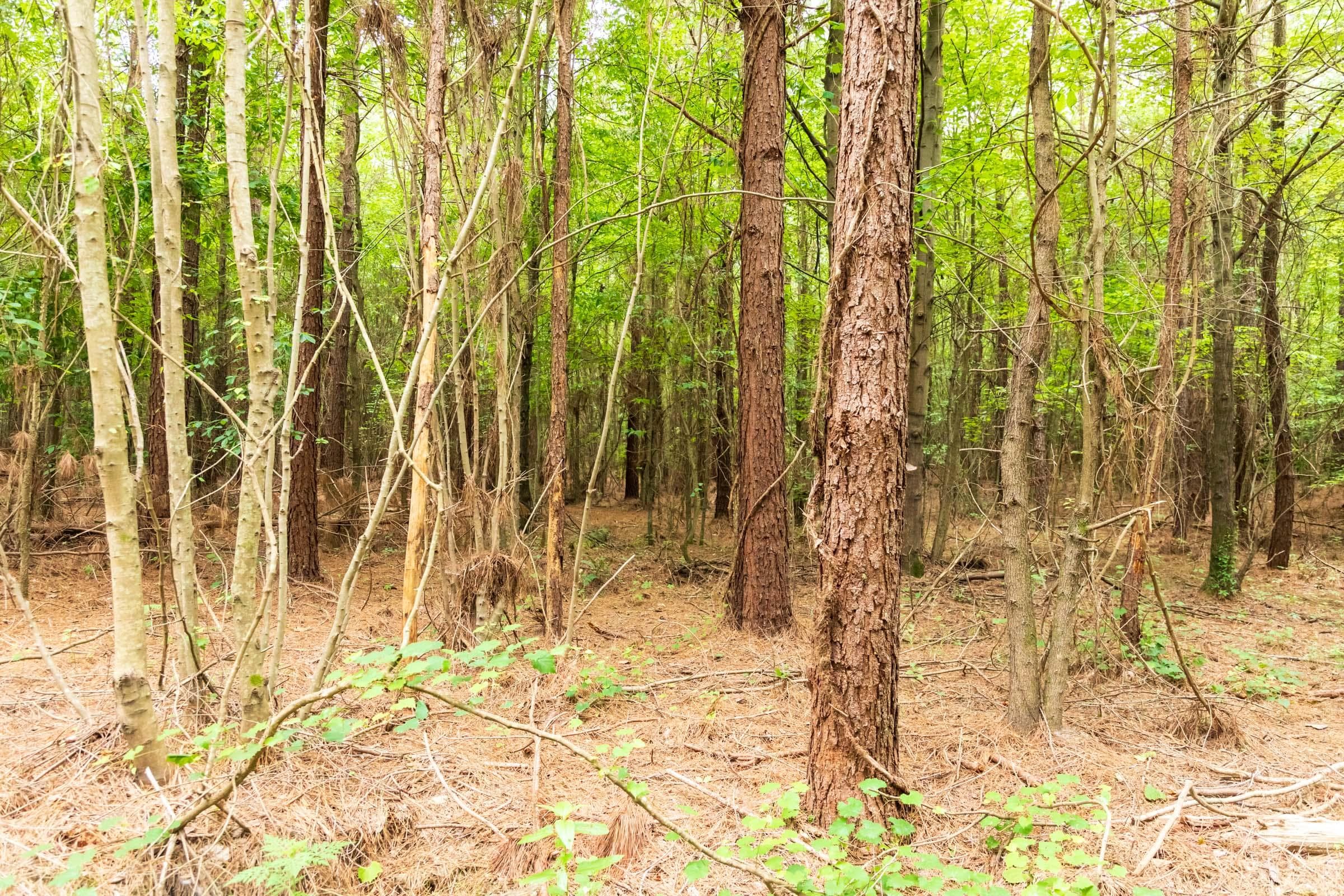 Whiskey Ridge — Zero Credit Land owner financed land for sale in Henderson County, Tennessee photo 28