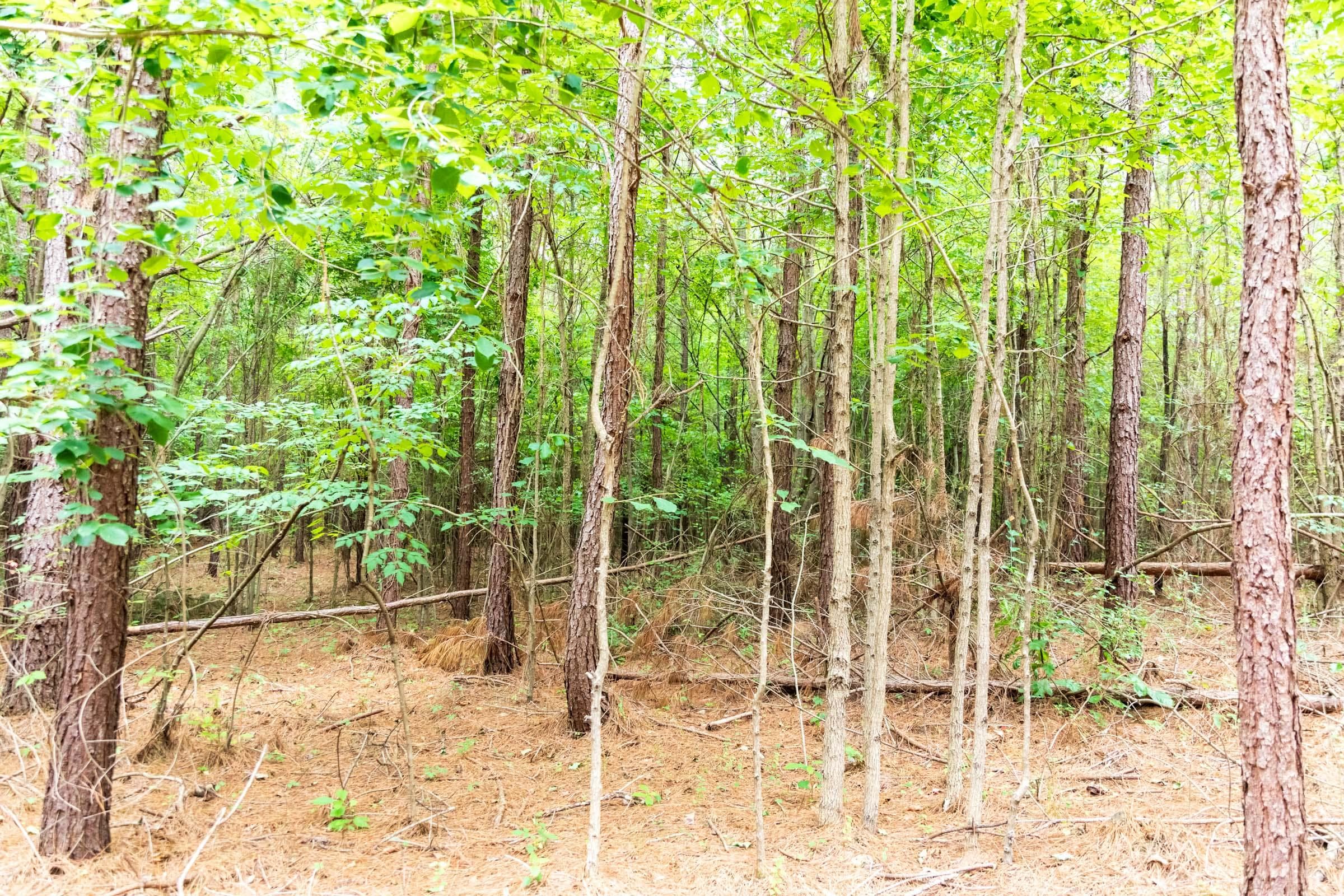 Whiskey Ridge — Zero Credit Land owner financed land for sale in Henderson County, Tennessee photo 30