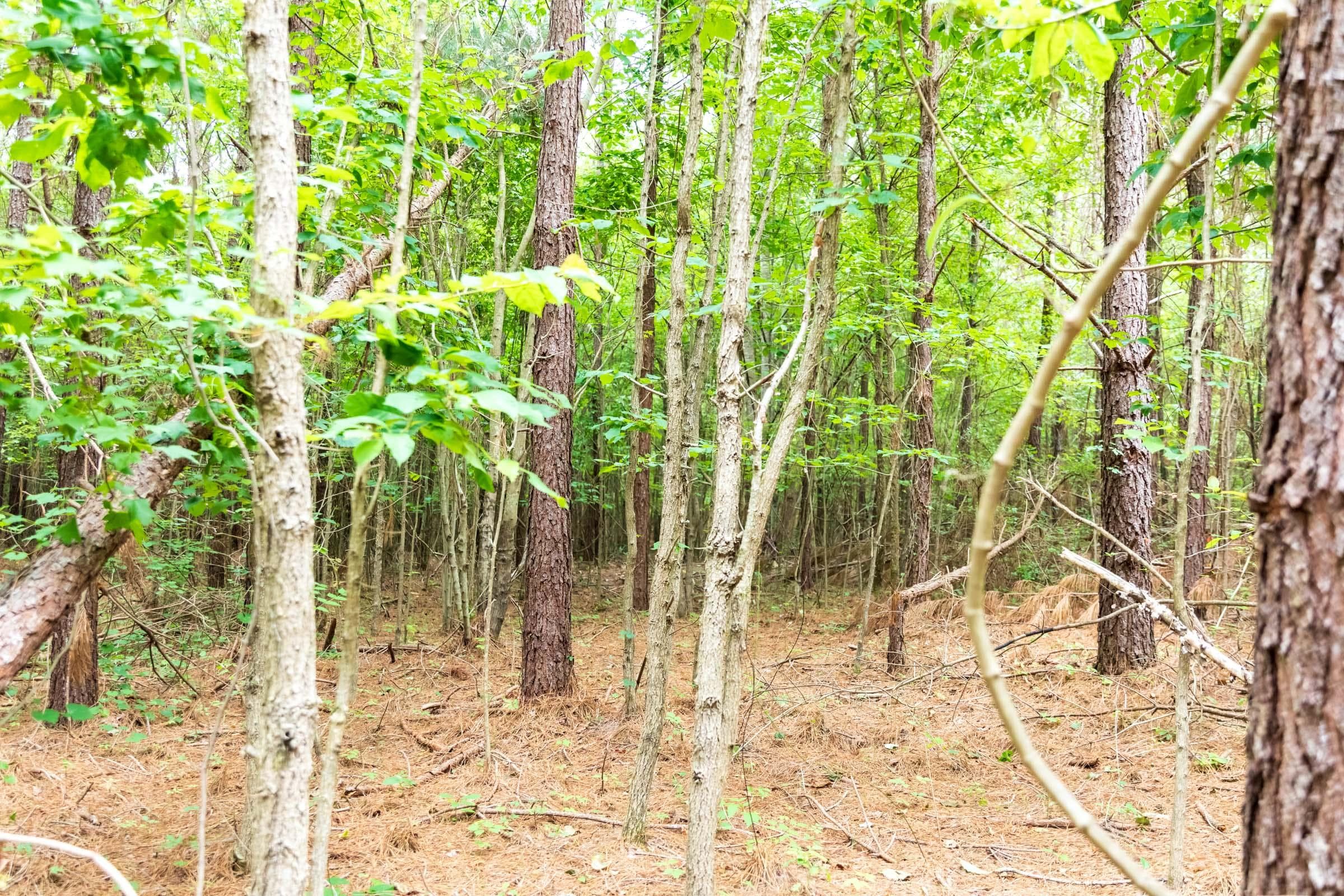 Whiskey Ridge — Zero Credit Land owner financed land for sale in Henderson County, Tennessee photo 32
