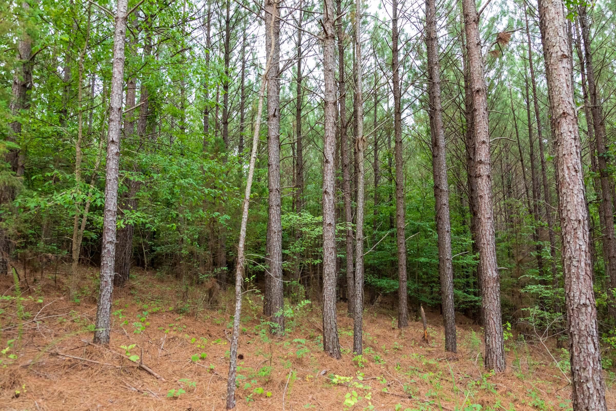 Whiskey Ridge — Zero Credit Land owner financed land for sale in Henderson County, Tennessee photo 33
