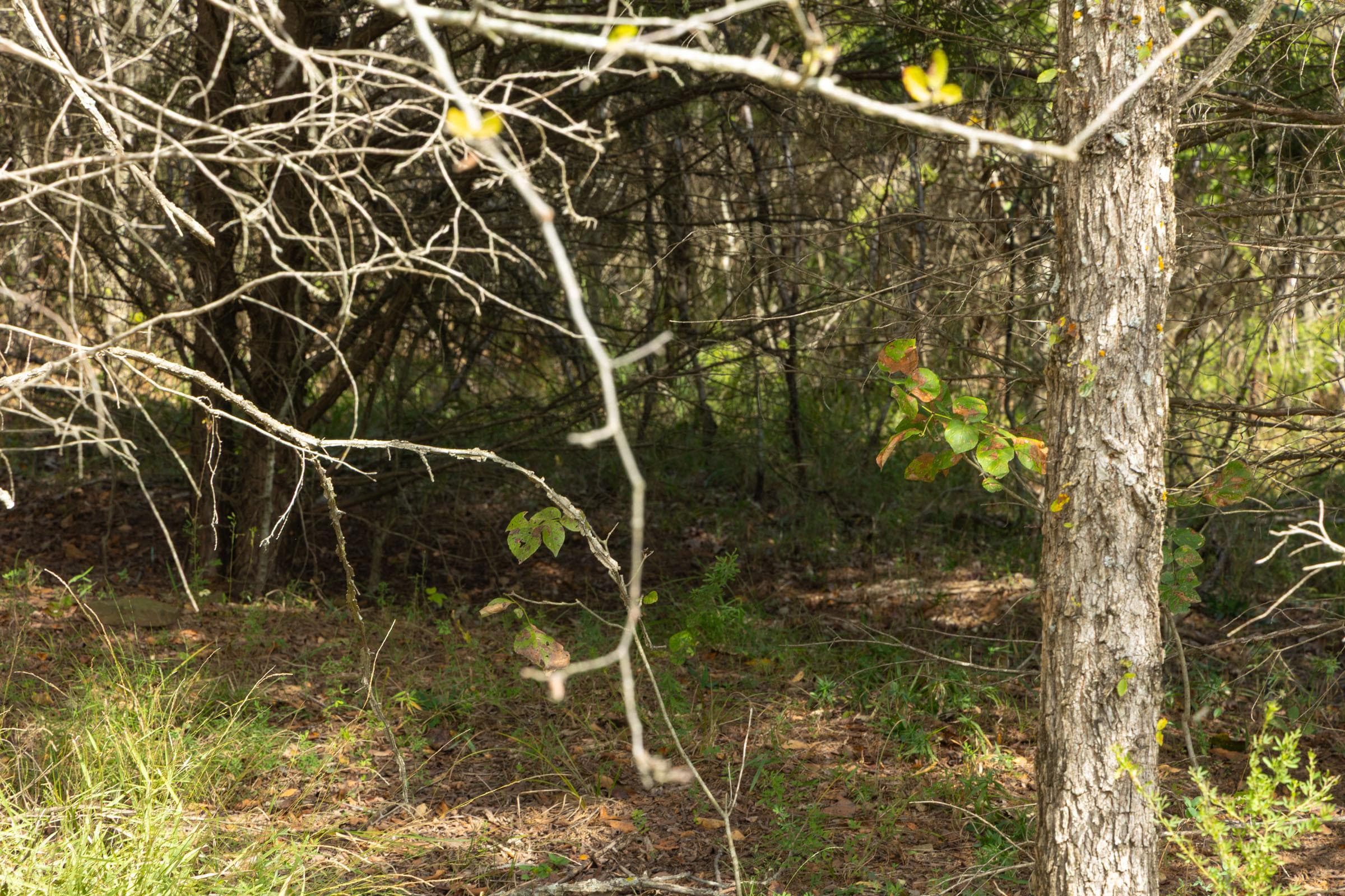  Reserves At Cattail Cove Phase II — Zero Credit Land owner financed land for sale in Pittsburg County, Oklahoma photo 19