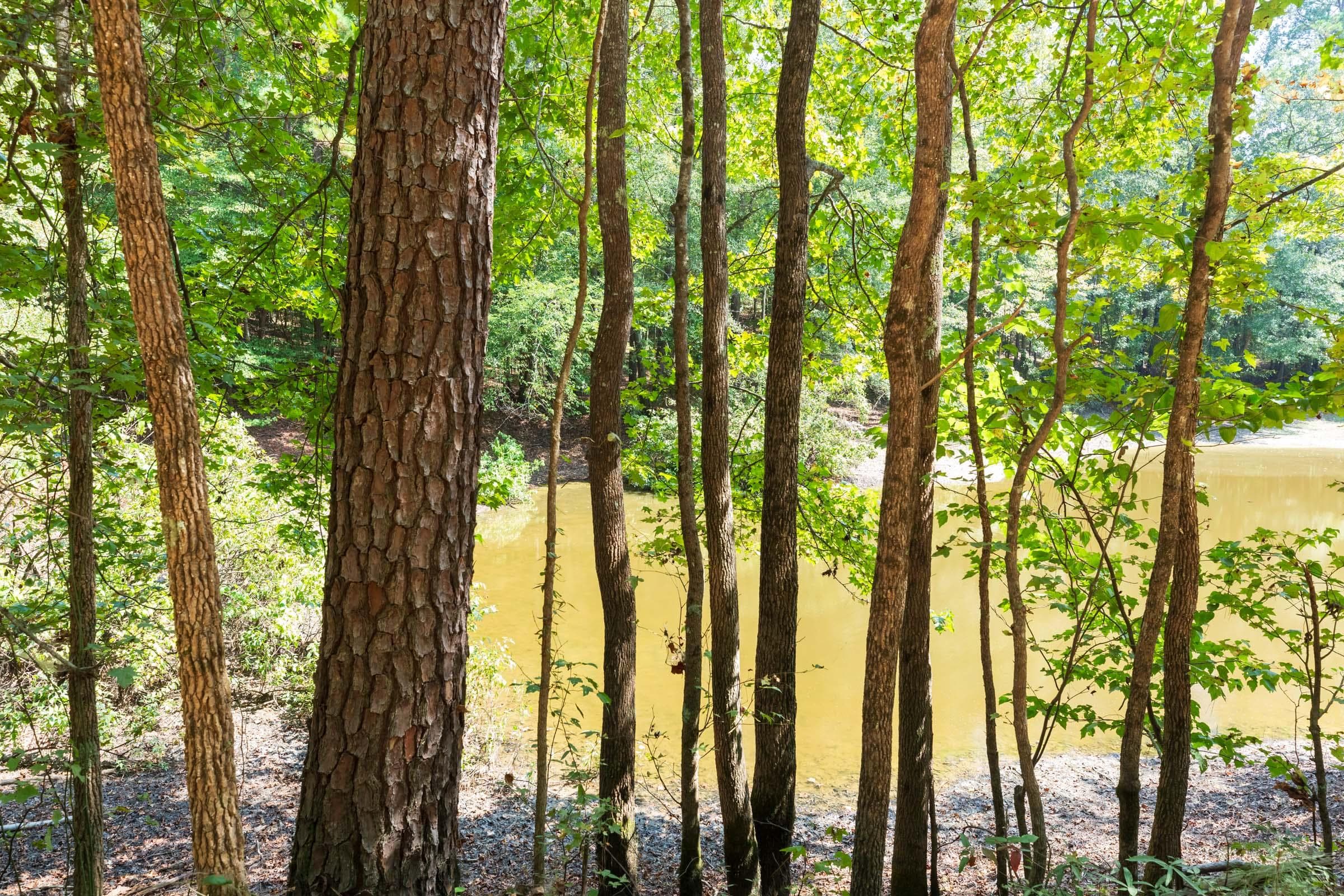 Willow Grove — Zero Credit Land owner financed land for sale in Lamar County, Alabama photo 12