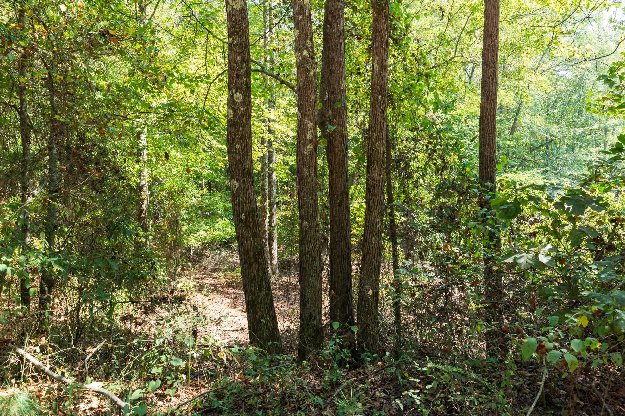 Willow Grove — Zero Credit Land owner financed land for sale in Lamar County, Alabama photo 14