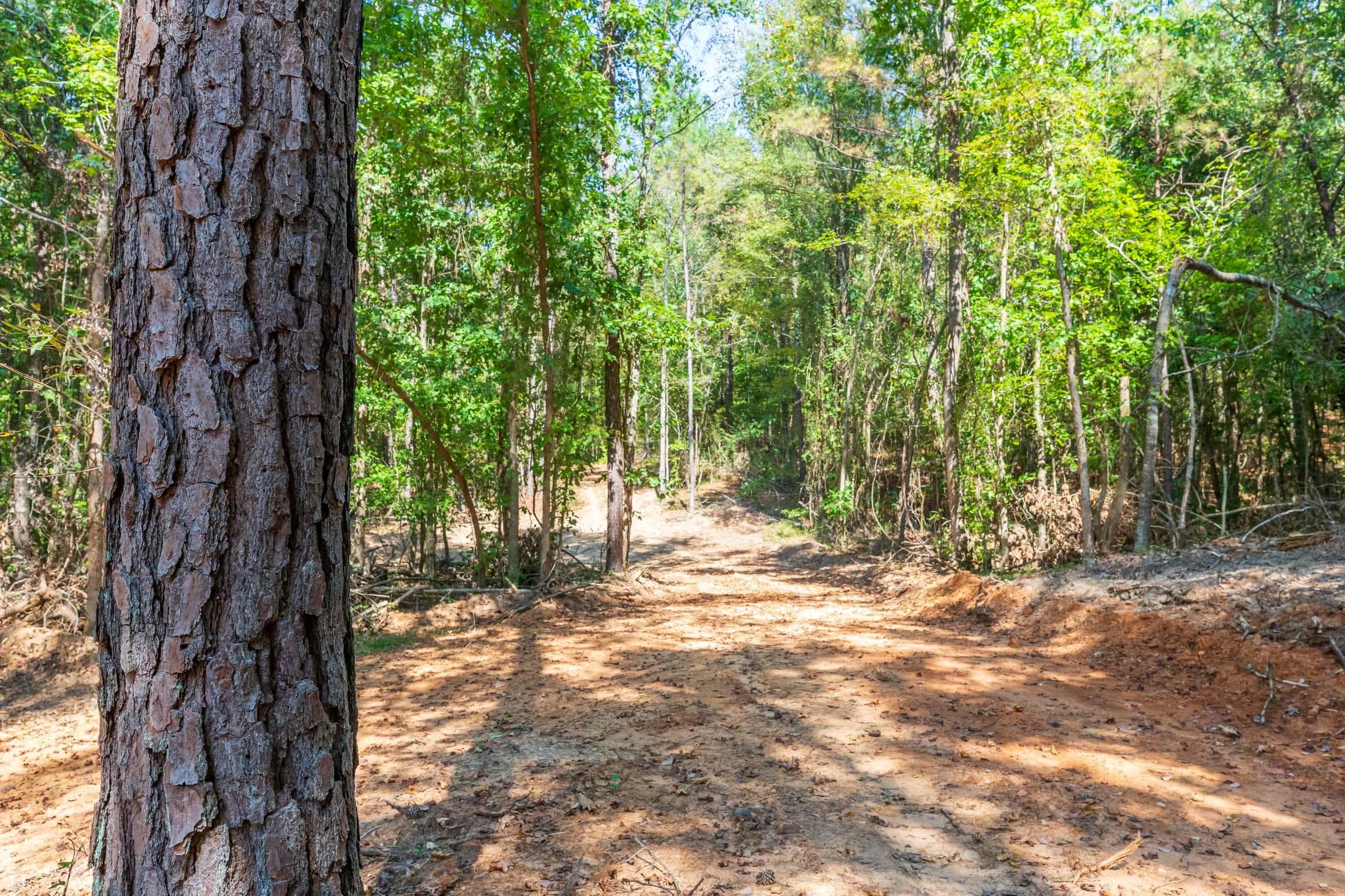 Willow Grove — Zero Credit Land owner financed land for sale in Lamar County, Alabama photo 9