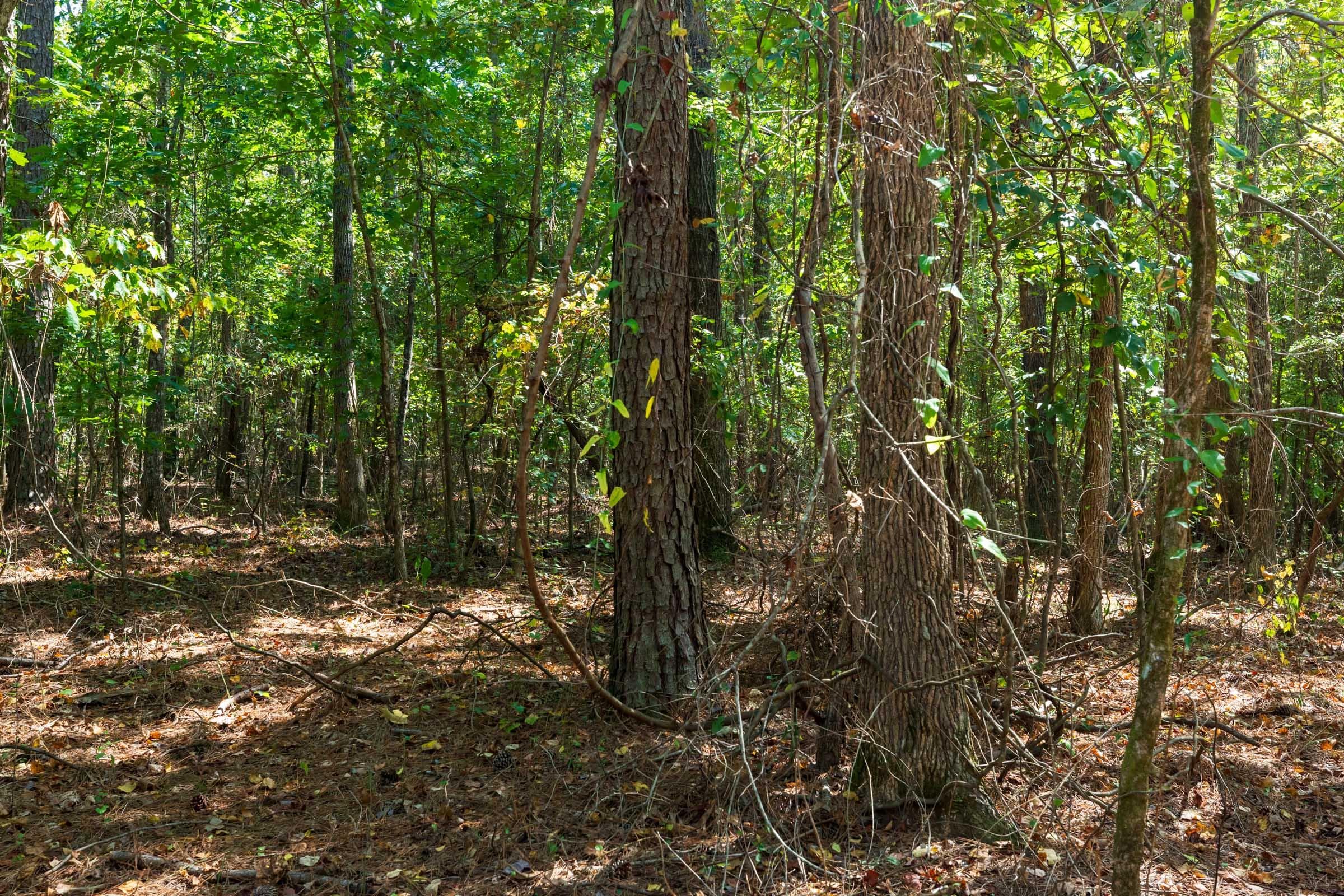 Willow Grove — Zero Credit Land owner financed land for sale in Lamar County, Alabama photo 10