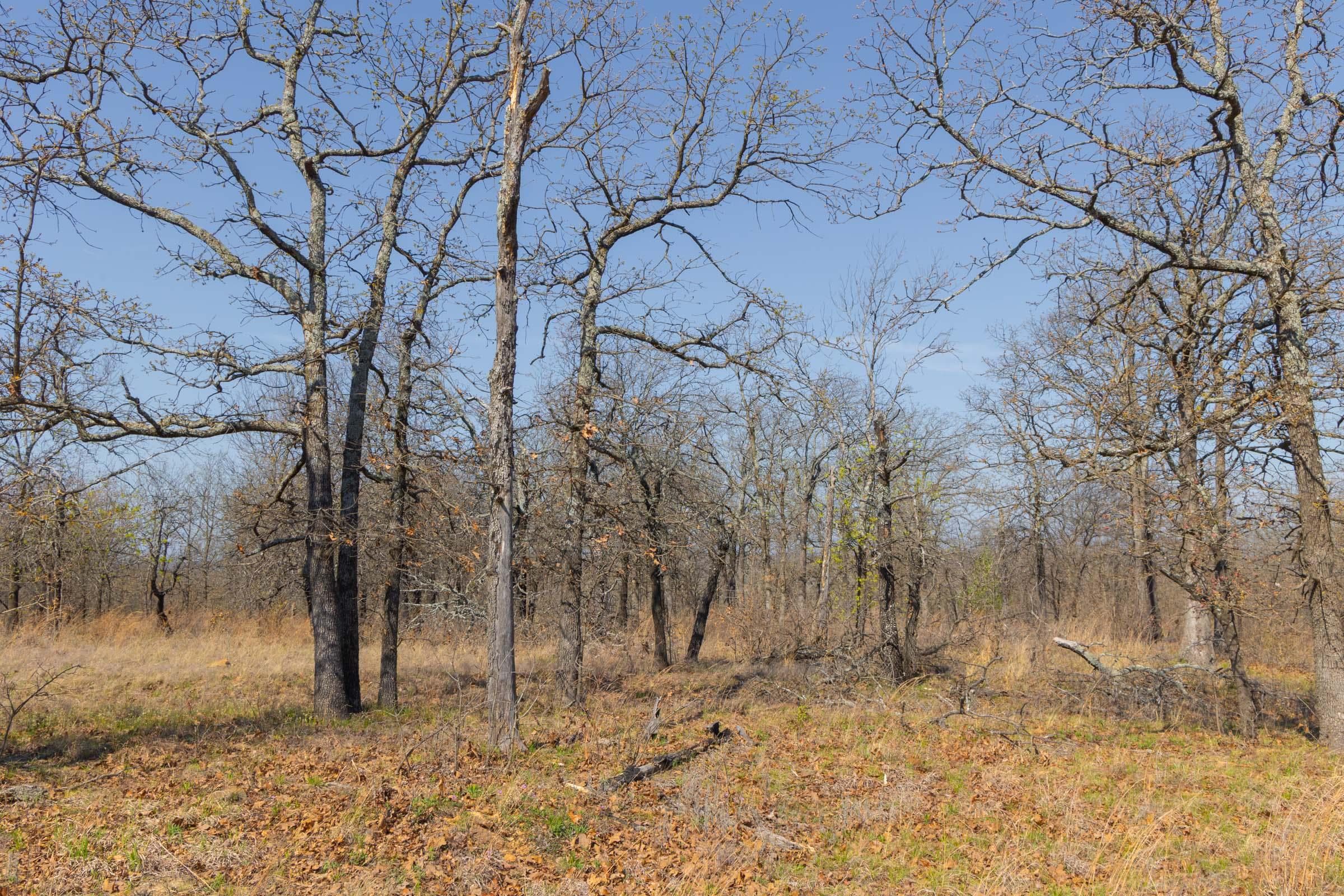 JLH Estates — Zero Credit Land owner financed land for sale in Okfuskee County, Oklahoma photo 92