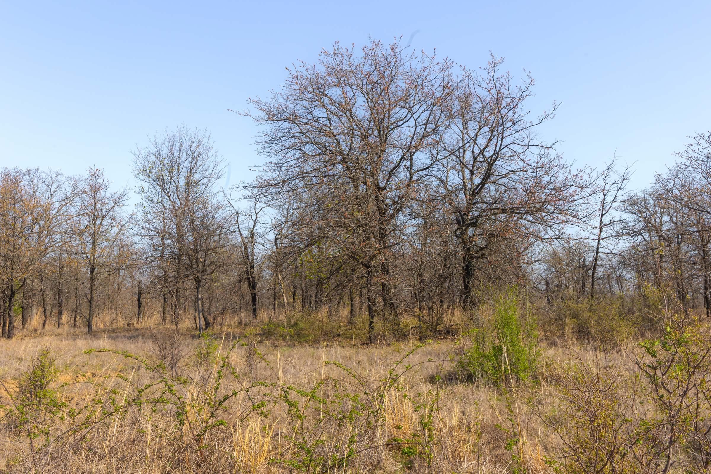 JLH Estates — Zero Credit Land owner financed land for sale in Okfuskee County, Oklahoma photo 86