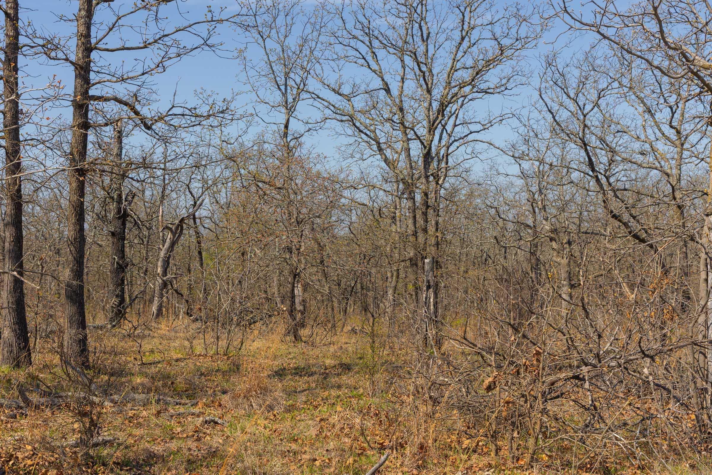 JLH Estates — Zero Credit Land owner financed land for sale in Okfuskee County, Oklahoma photo 82
