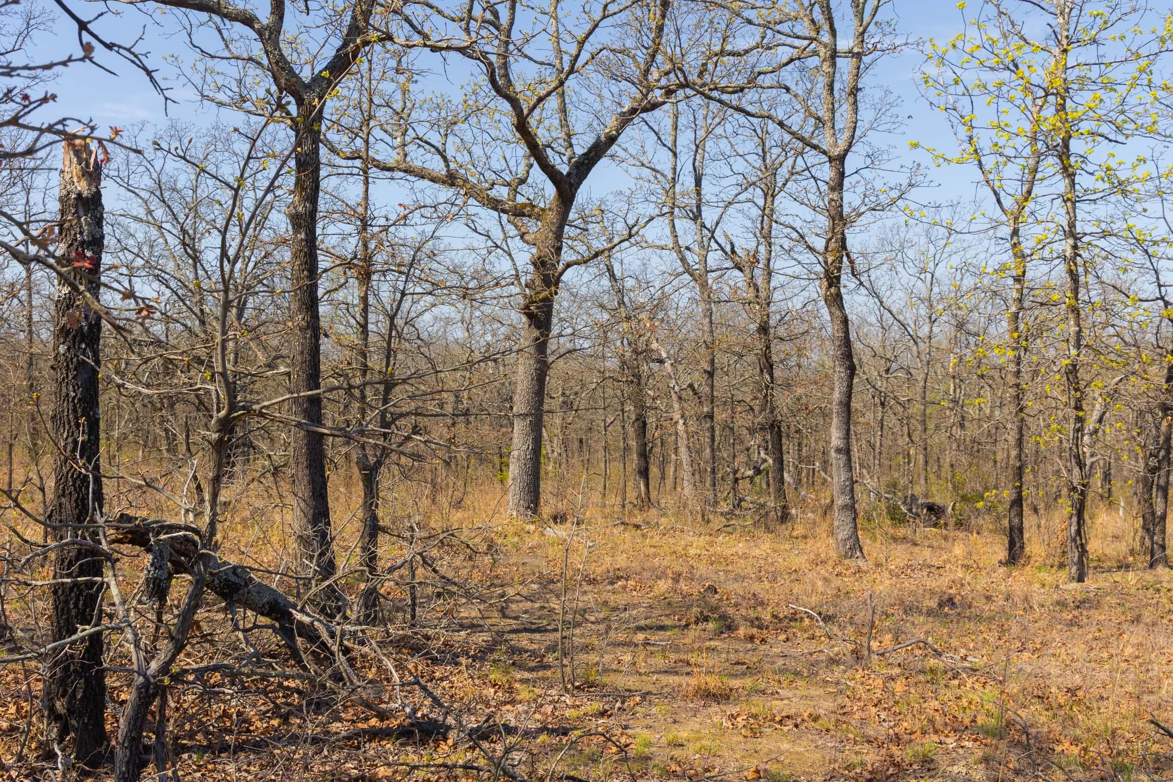 JLH Estates — Zero Credit Land owner financed land for sale in Okfuskee County, Oklahoma photo 84