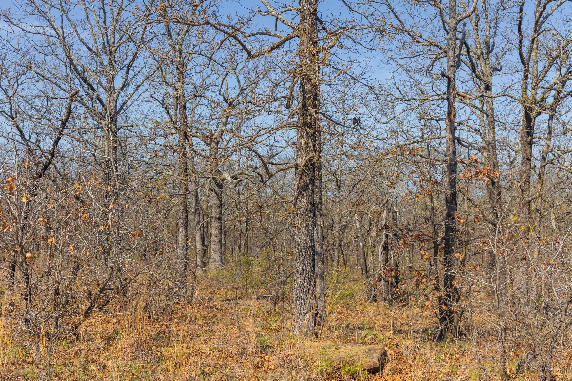 JLH Estates — Zero Credit Land owner financed land for sale in Okfuskee County, Oklahoma photo 80