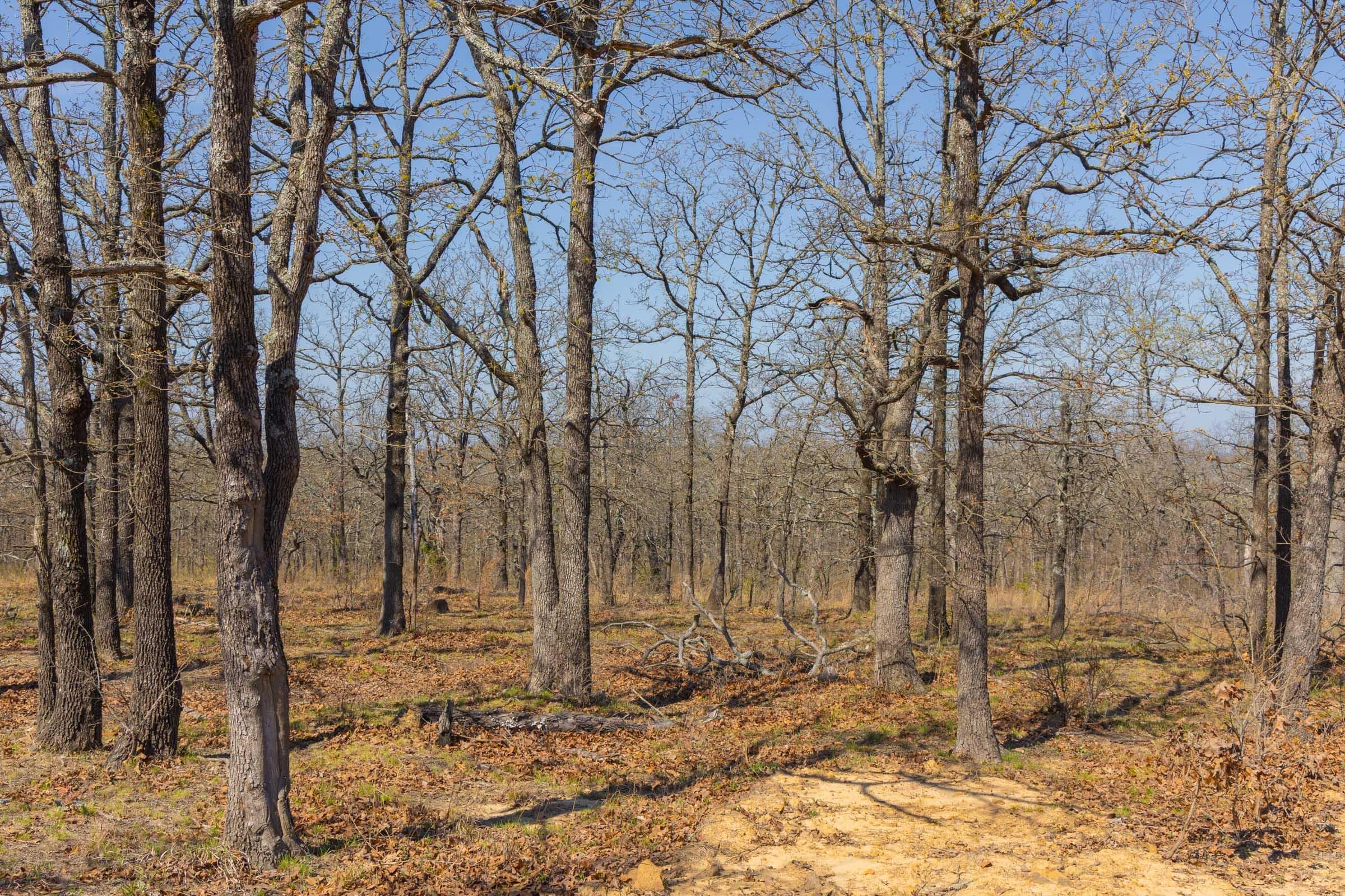 JLH Estates — Zero Credit Land owner financed land for sale in Okfuskee County, Oklahoma photo 81