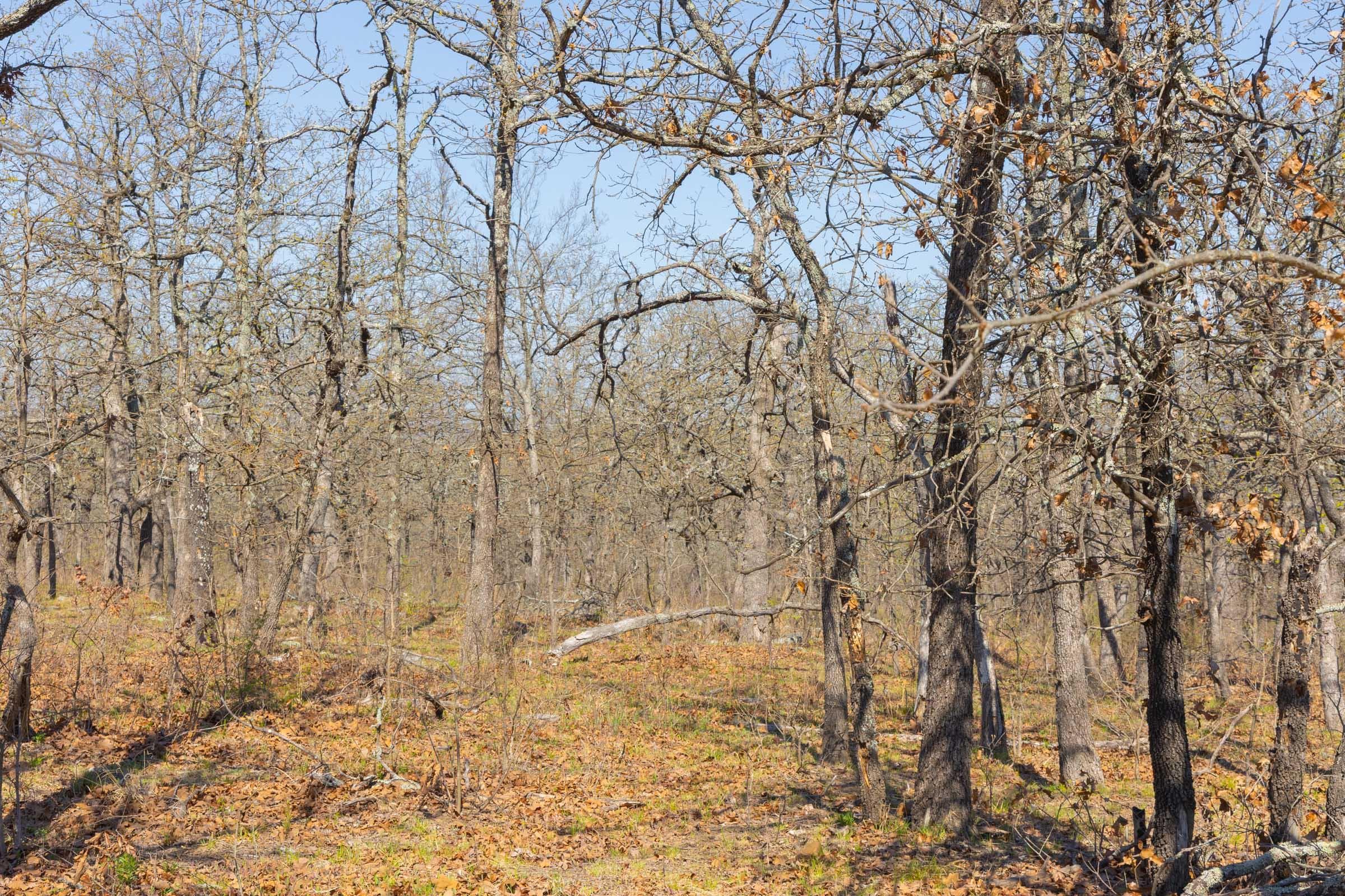 JLH Estates — Zero Credit Land owner financed land for sale in Okfuskee County, Oklahoma photo 74