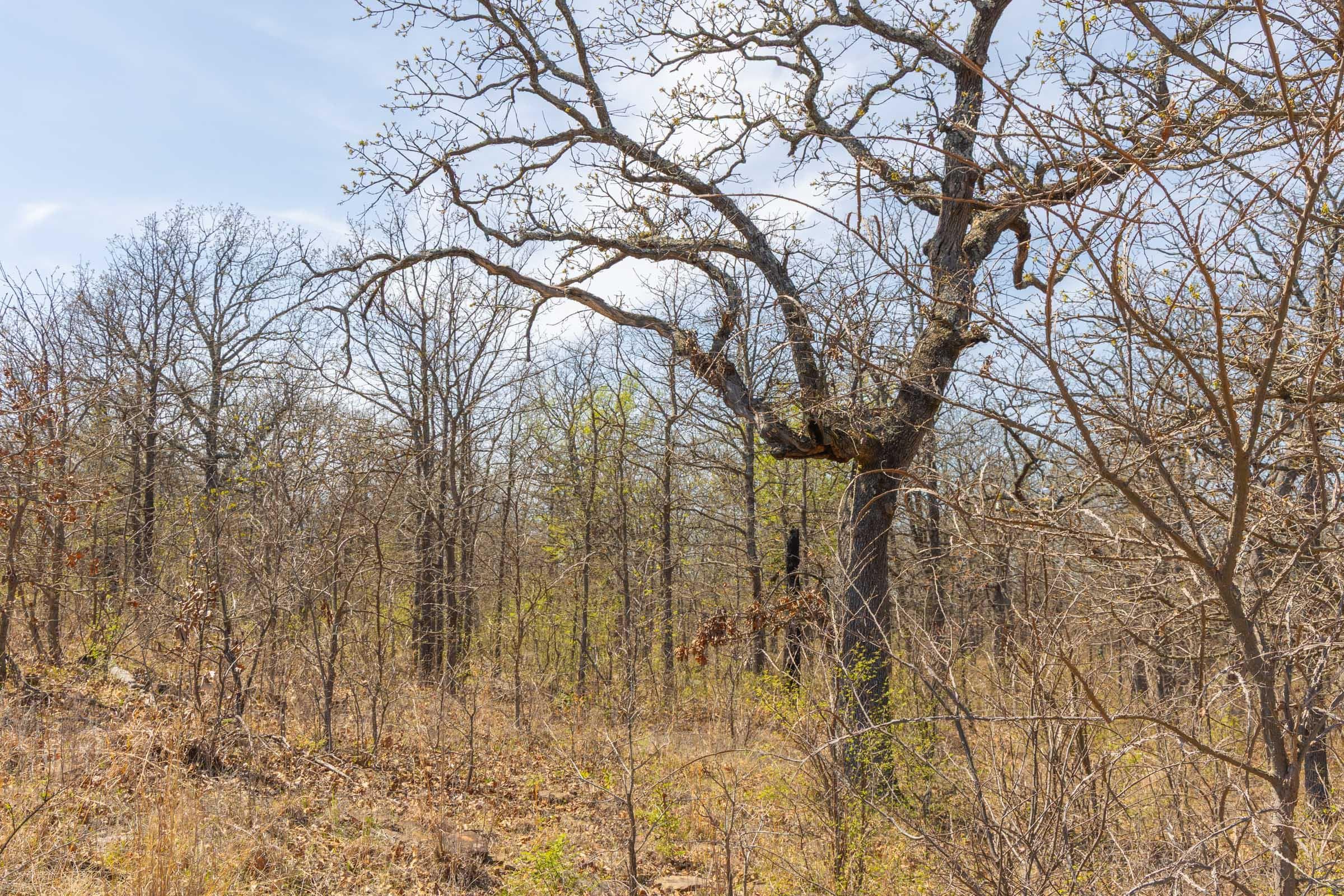 JLH Estates — Zero Credit Land owner financed land for sale in Okfuskee County, Oklahoma photo 70