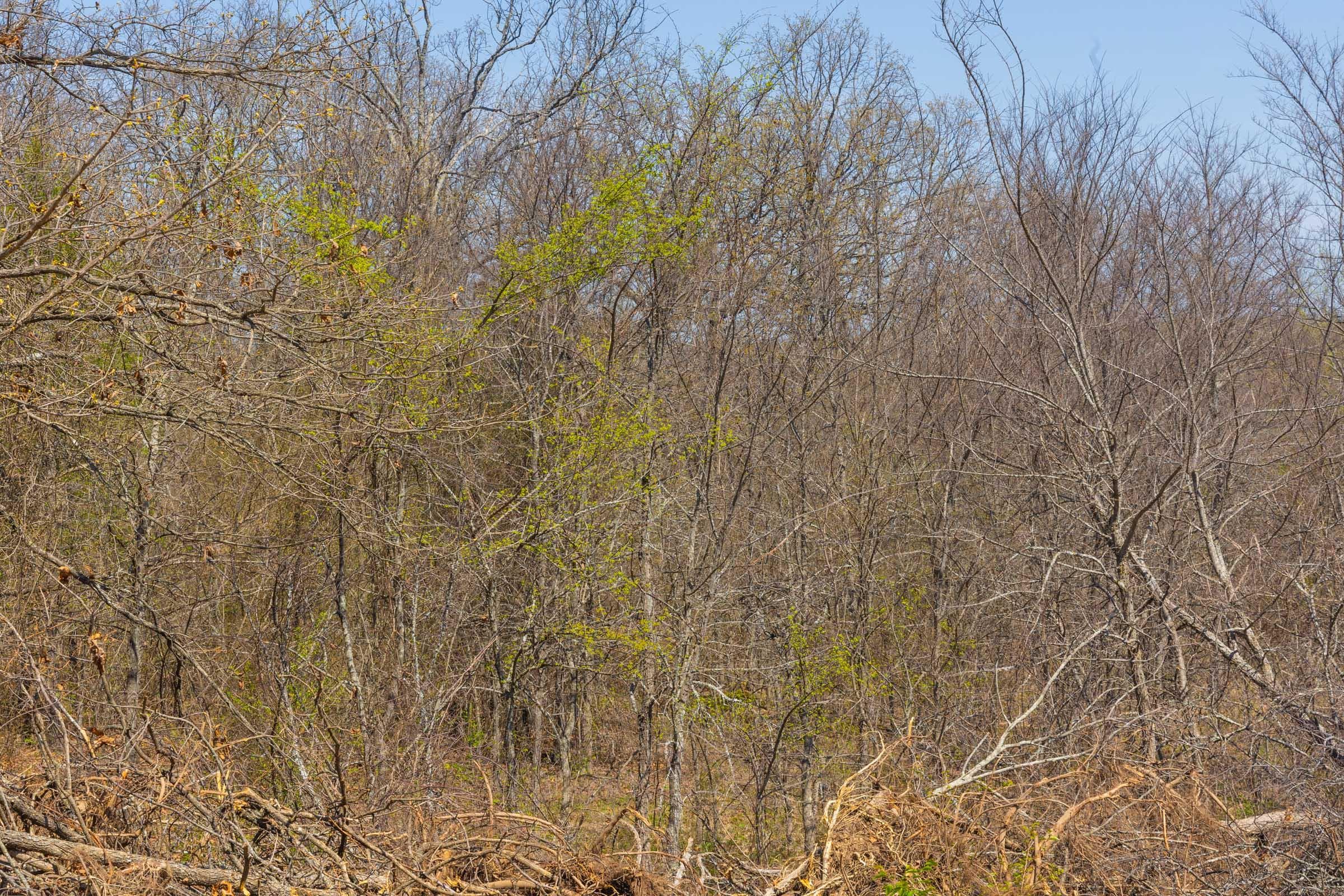 JLH Estates — Zero Credit Land owner financed land for sale in Okfuskee County, Oklahoma photo 54