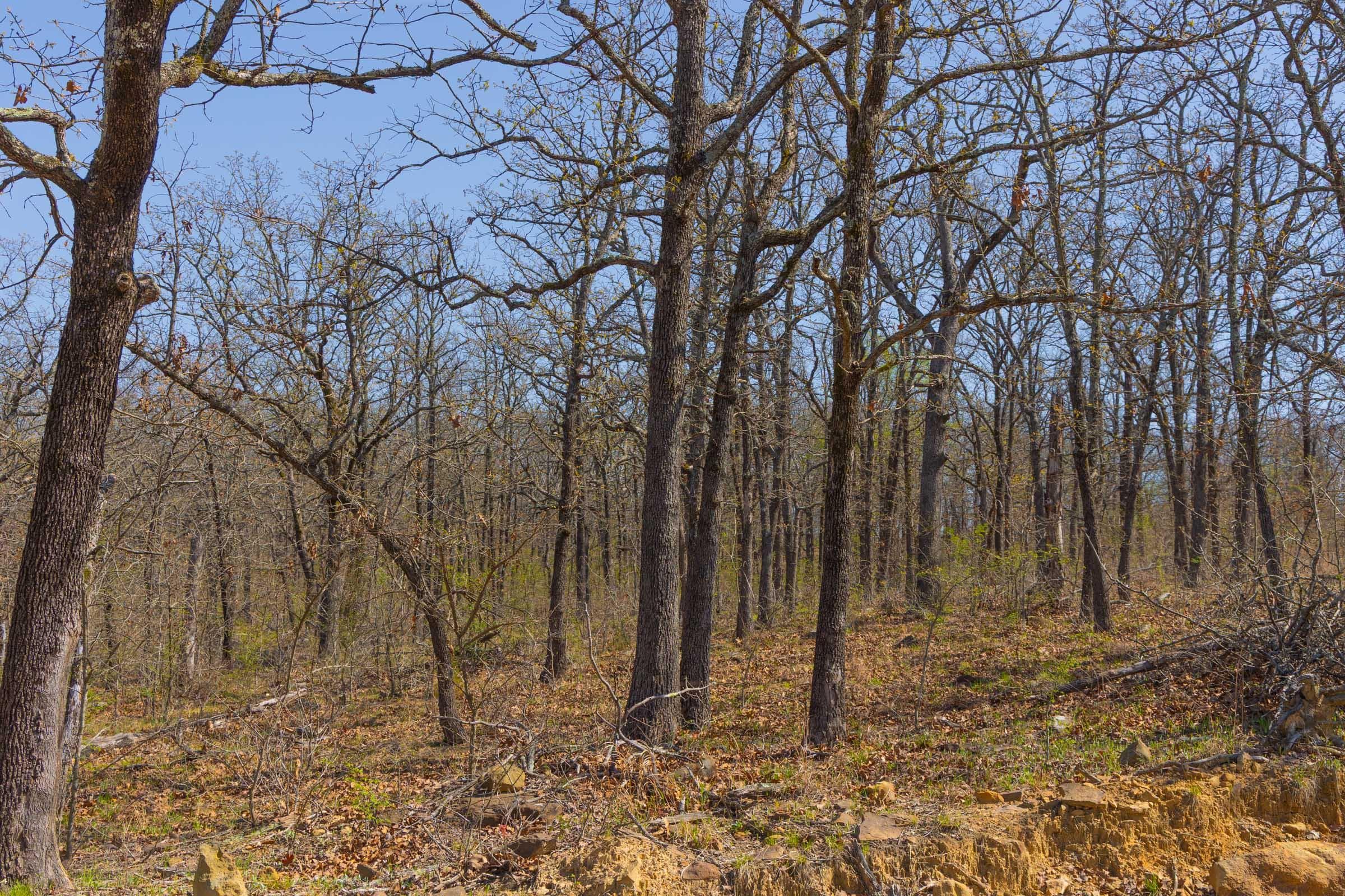 JLH Estates — Zero Credit Land owner financed land for sale in Okfuskee County, Oklahoma photo 30