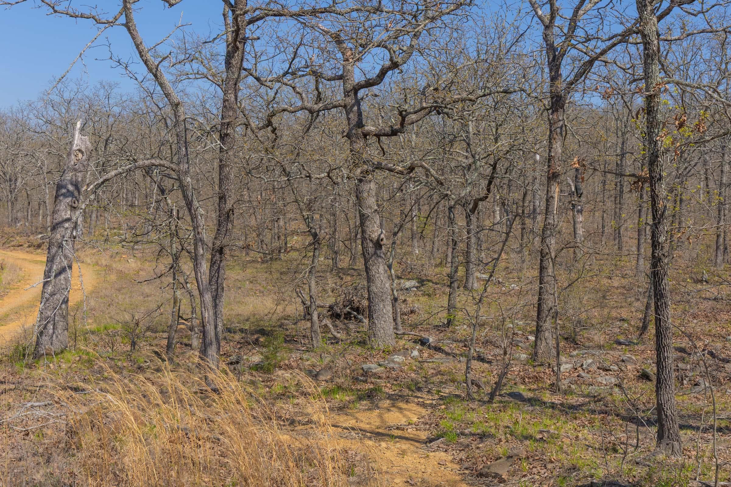 JLH Estates — Zero Credit Land owner financed land for sale in Okfuskee County, Oklahoma photo 32