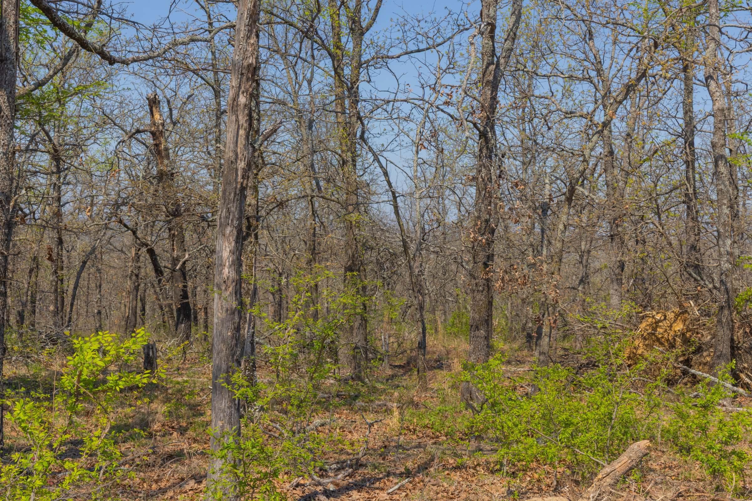 JLH Estates — Zero Credit Land owner financed land for sale in Okfuskee County, Oklahoma photo 24