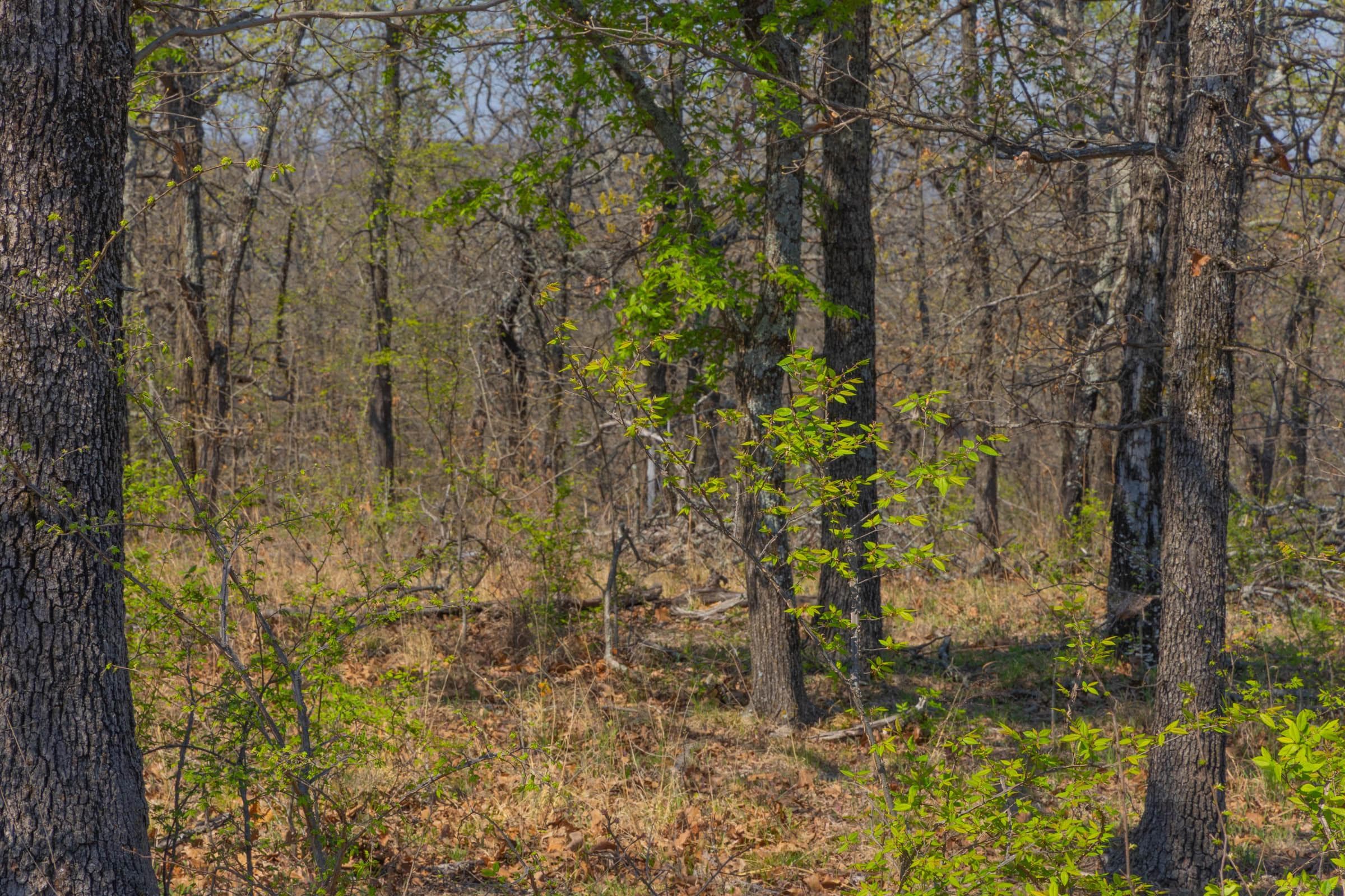JLH Estates — Zero Credit Land owner financed land for sale in Okfuskee County, Oklahoma photo 25