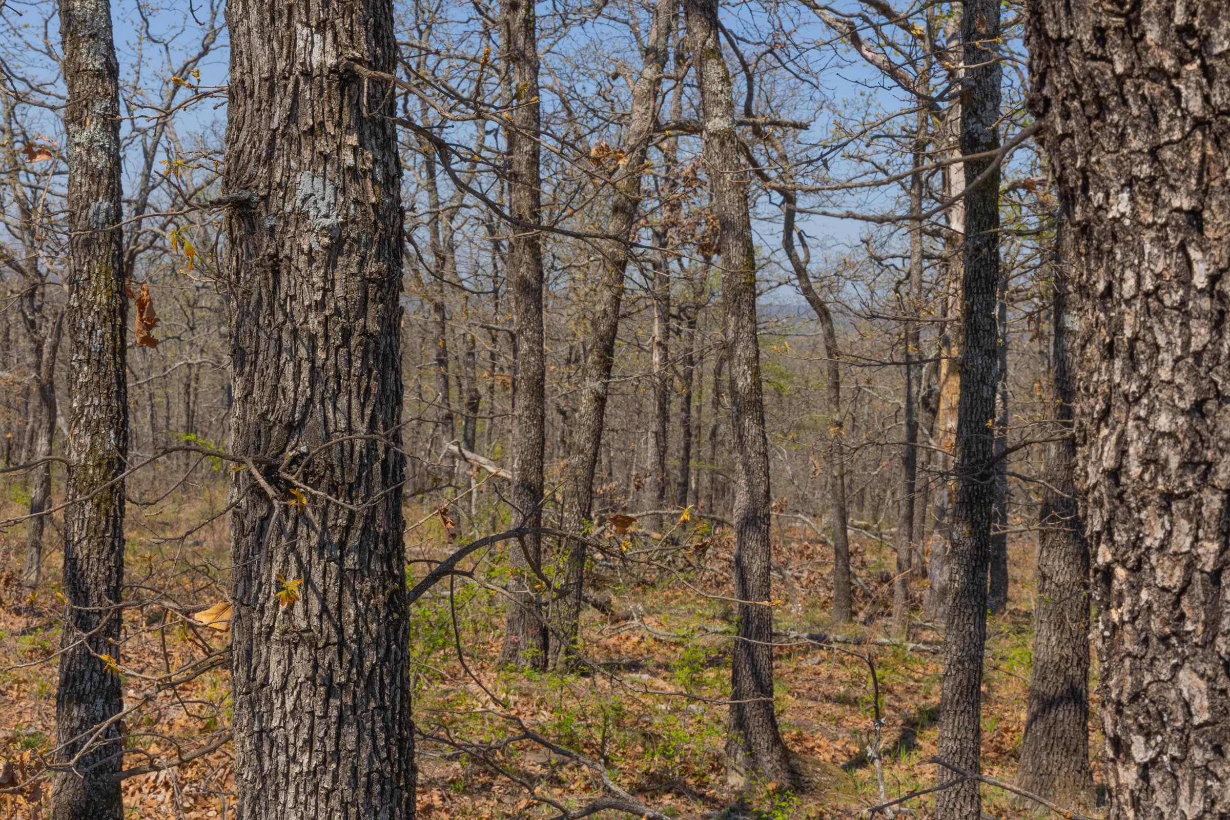 JLH Estates — Zero Credit Land owner financed land for sale in Okfuskee County, Oklahoma photo 27