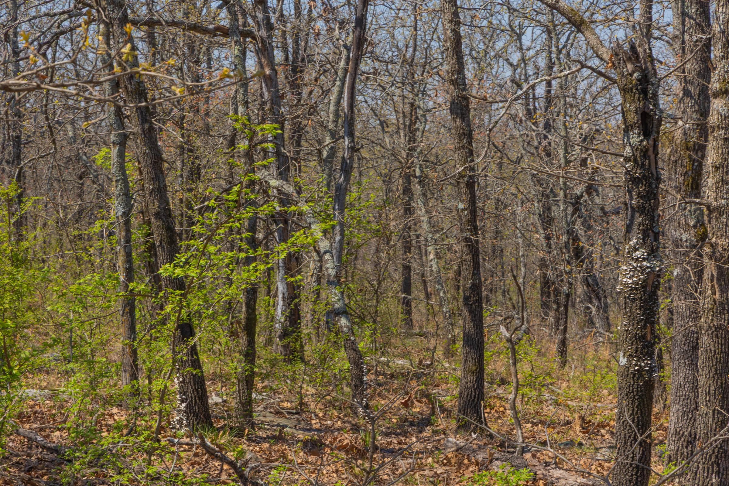 JLH Estates — Zero Credit Land owner financed land for sale in Okfuskee County, Oklahoma photo 26