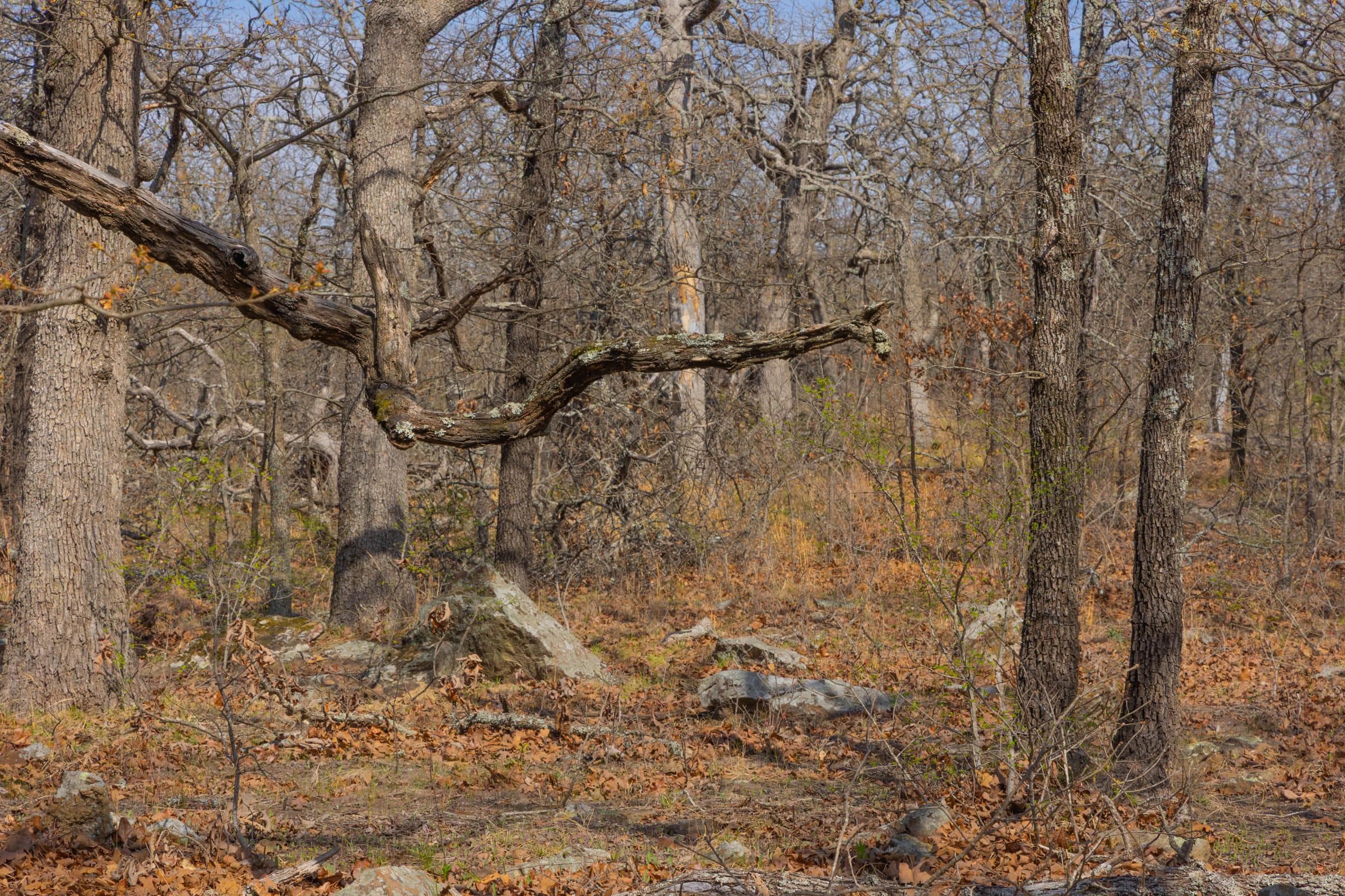 JLH Estates — Zero Credit Land owner financed land for sale in Okfuskee County, Oklahoma photo 20